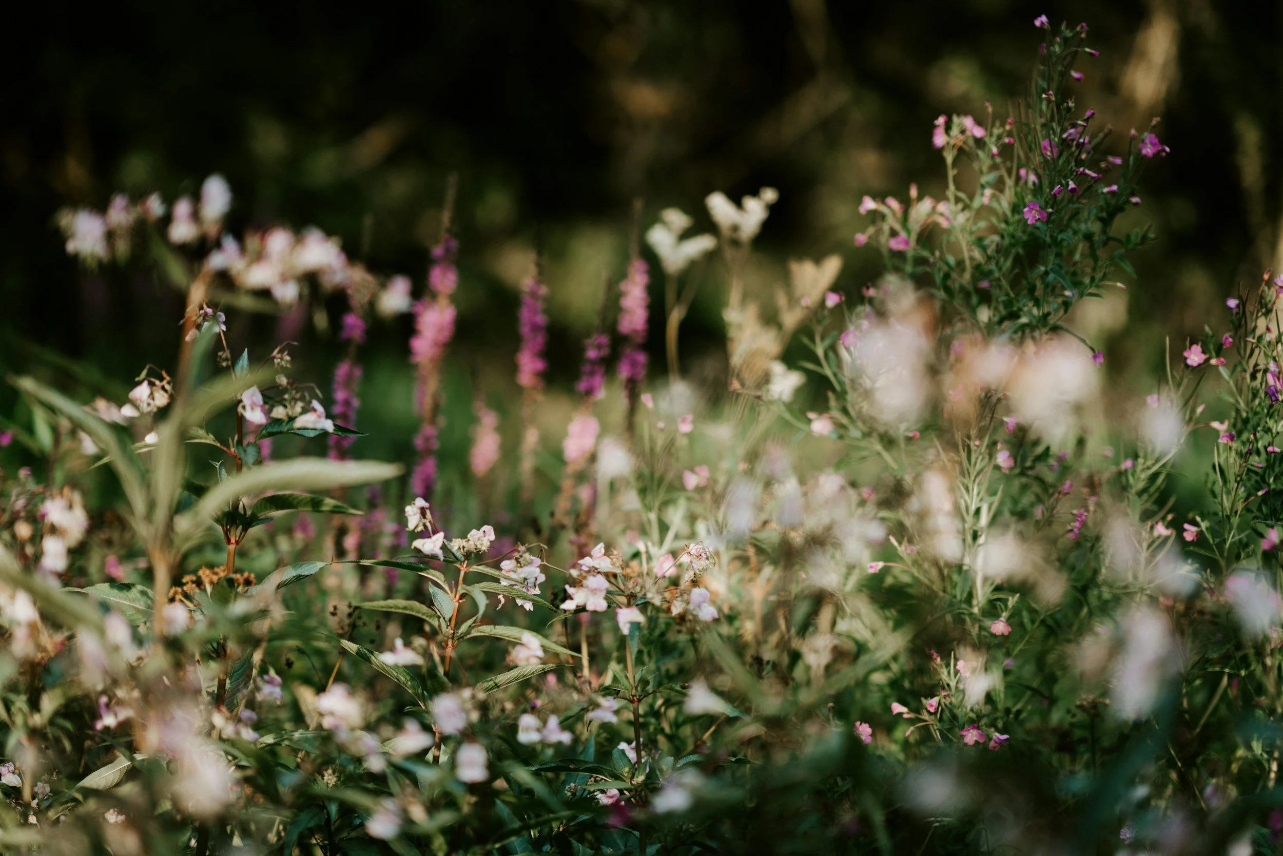 Out of focus pink and white wildflowers