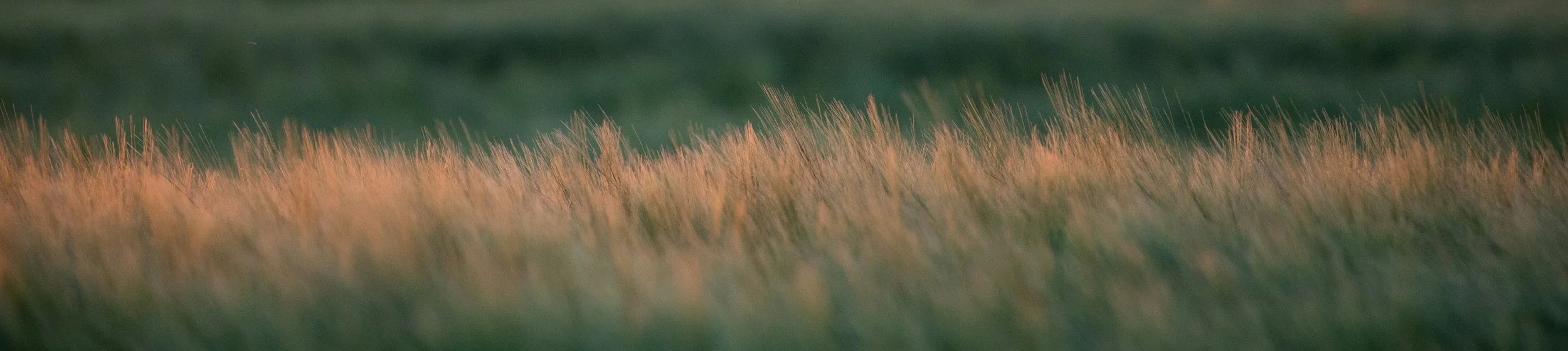 Sunlit golden wispy grasses in a meadow
