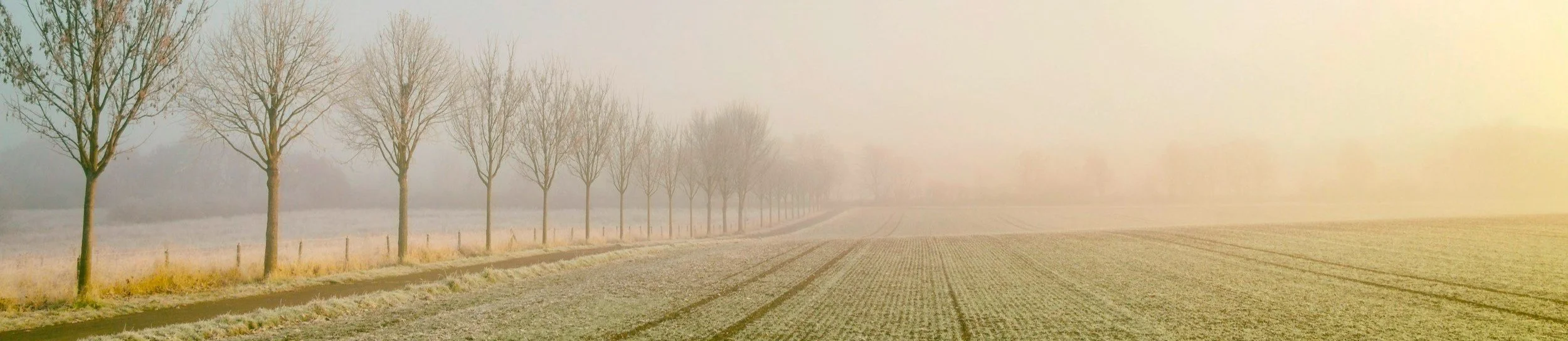 Sunlit foggy field with a treeline of bare trees on the left side of the image