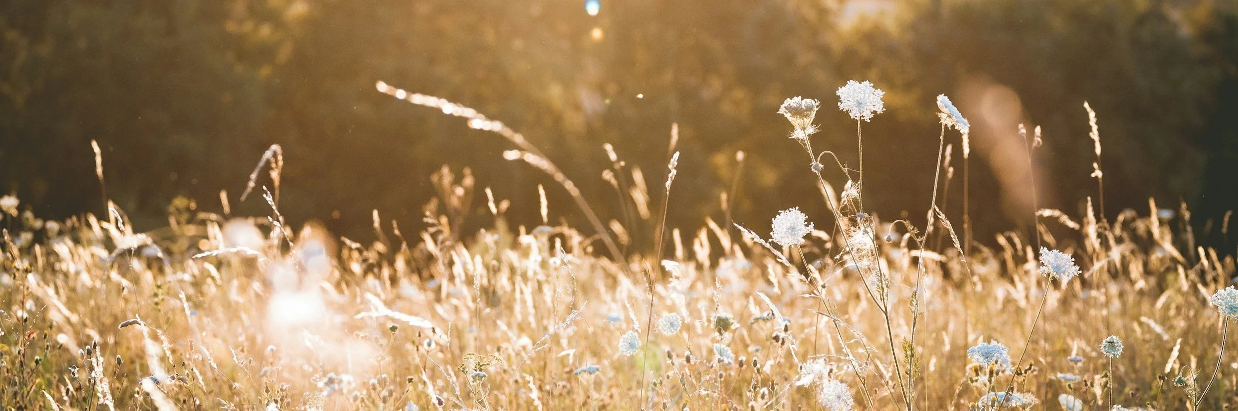Sunlit golden wild grass and white flowers in a field