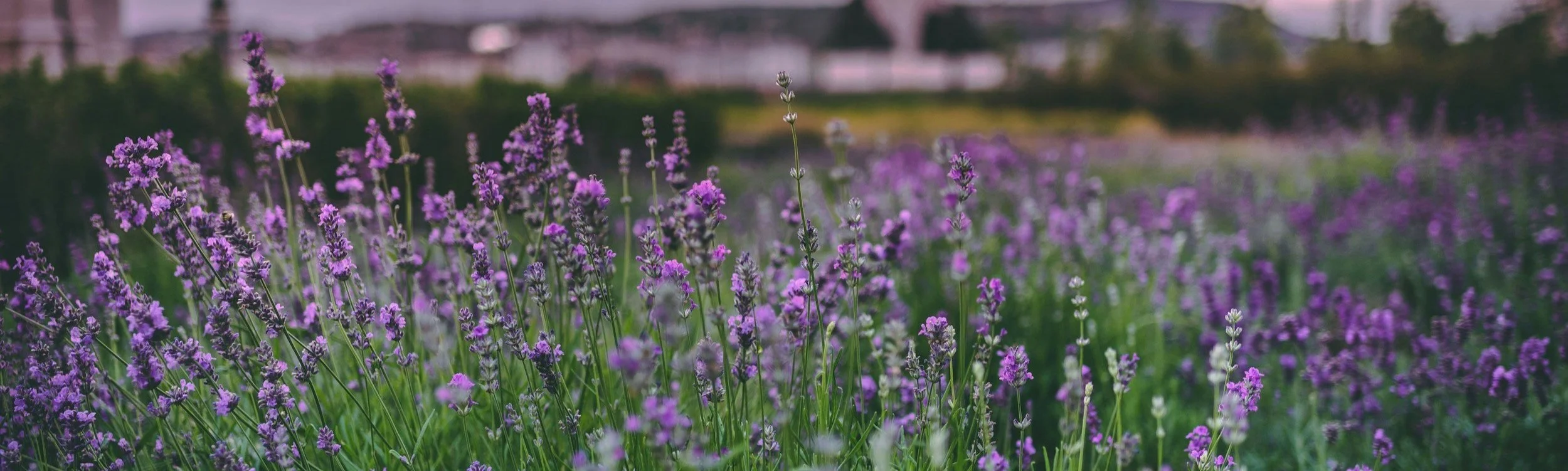A closeup of purple lavender flowers in a field