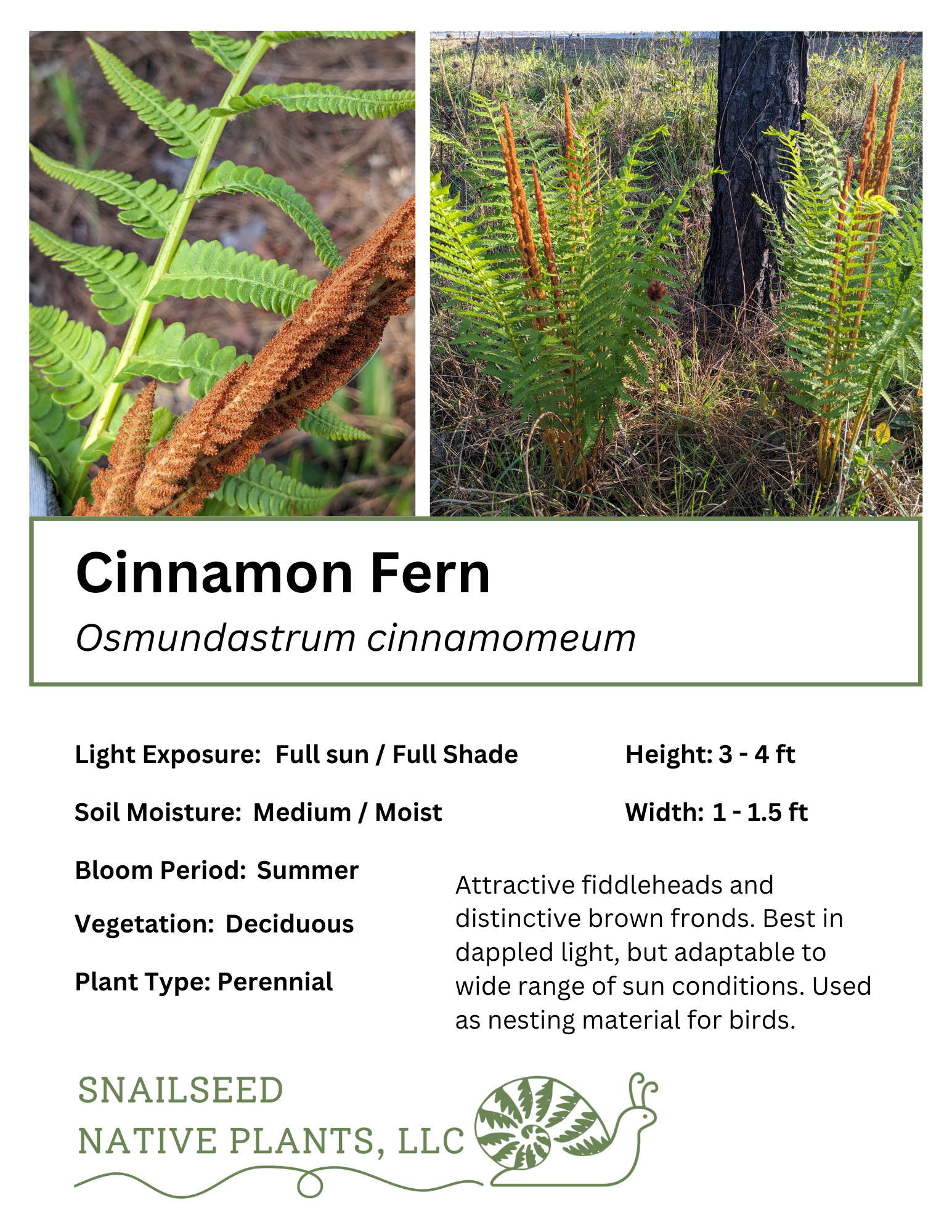 Osmundastrum cinnamomeum.png