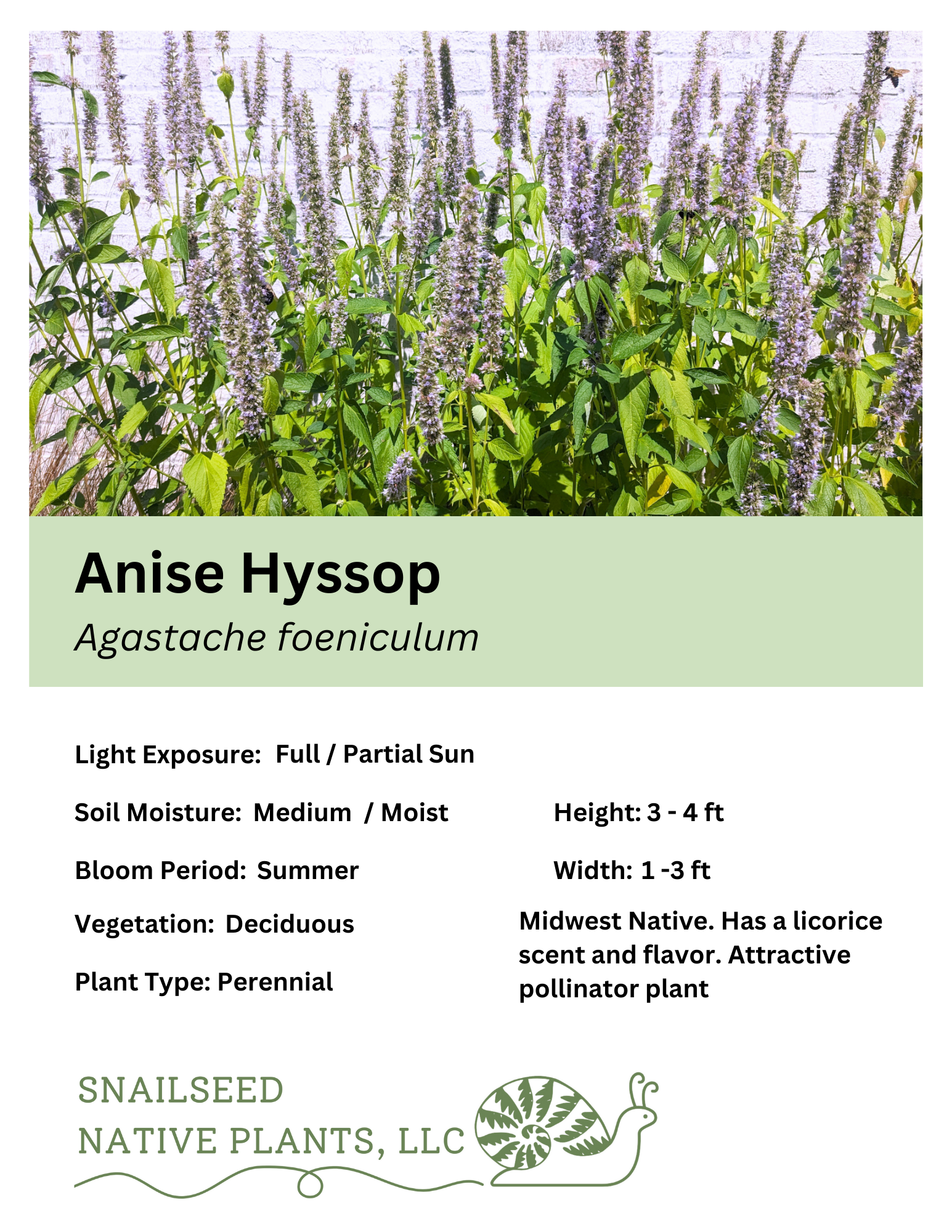 Agastache foeniculum.png