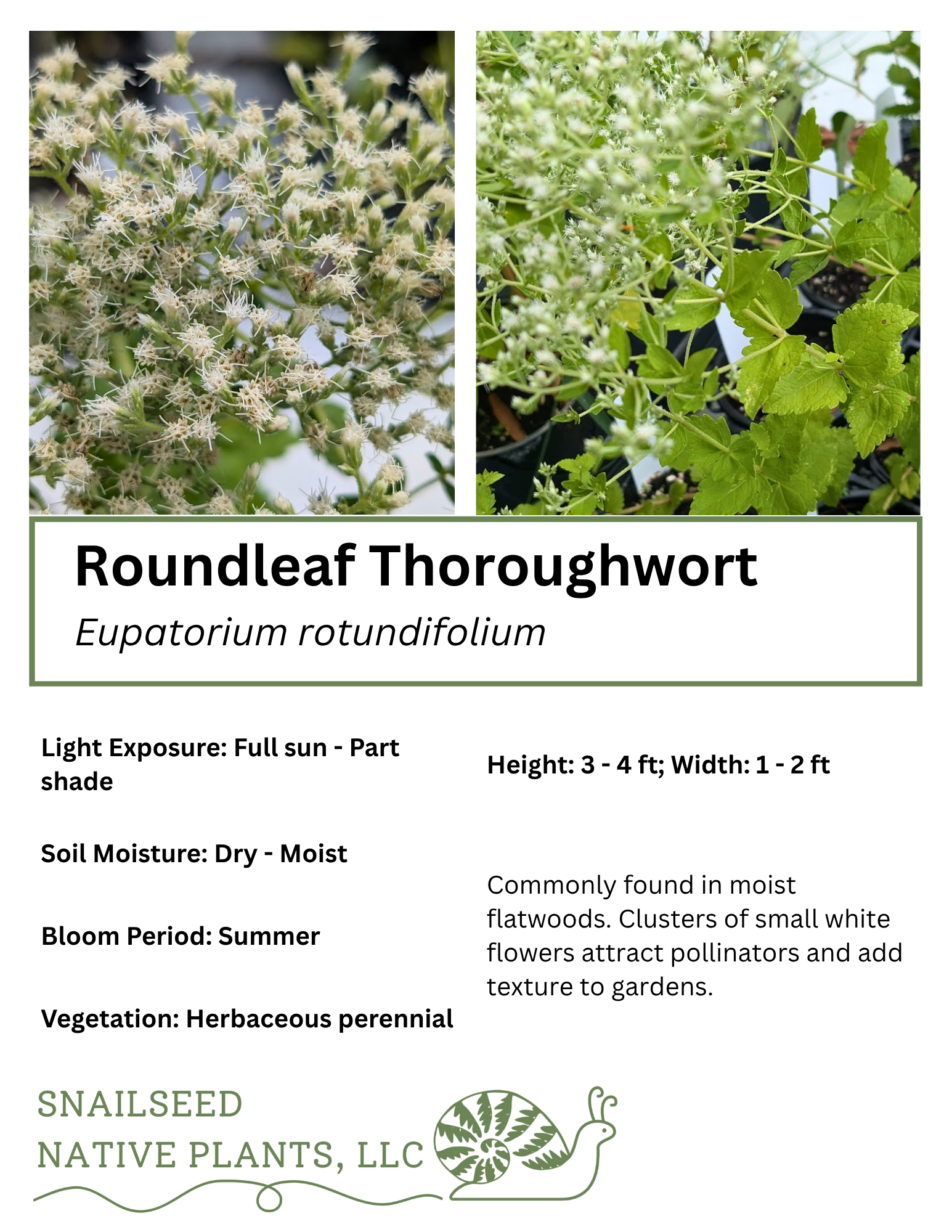Roundleaf Thoroughwort (Eupatorium rotundifolium) - 4 inch pot