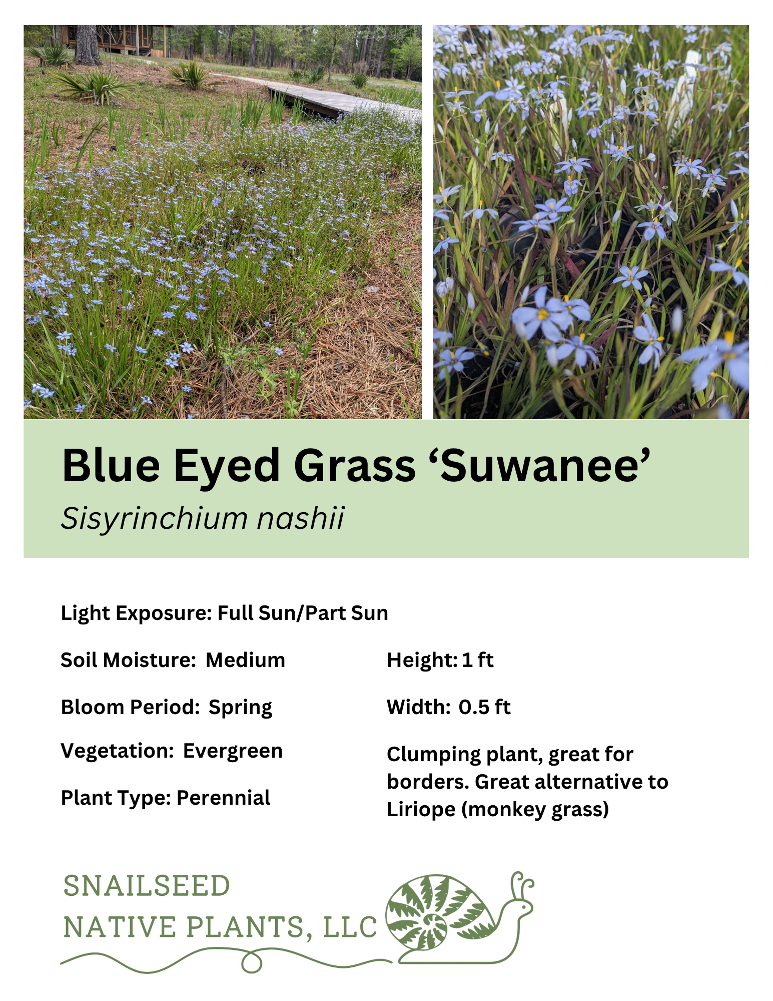 Sisyrinchium nashii.png