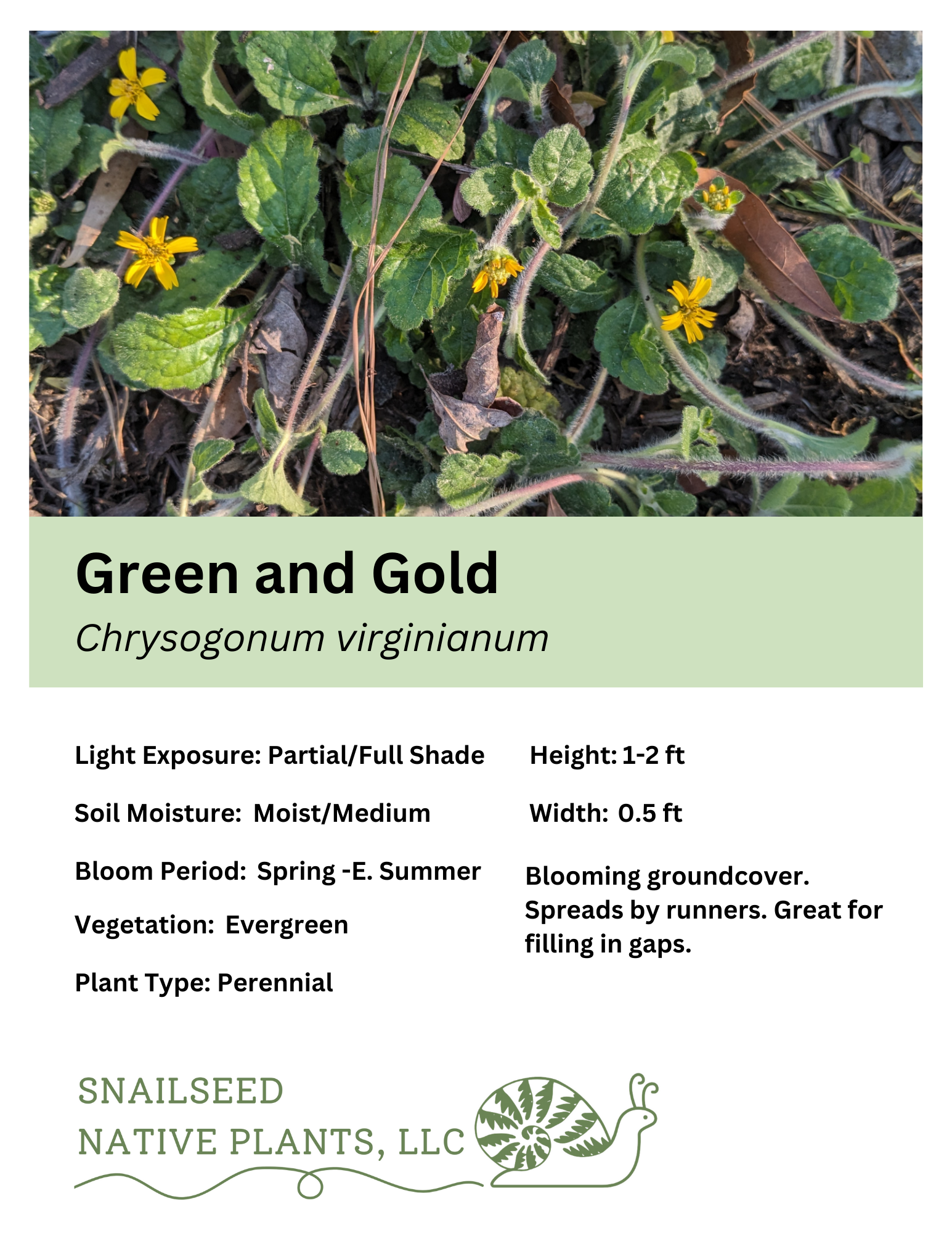 Chrysogonum australis.png