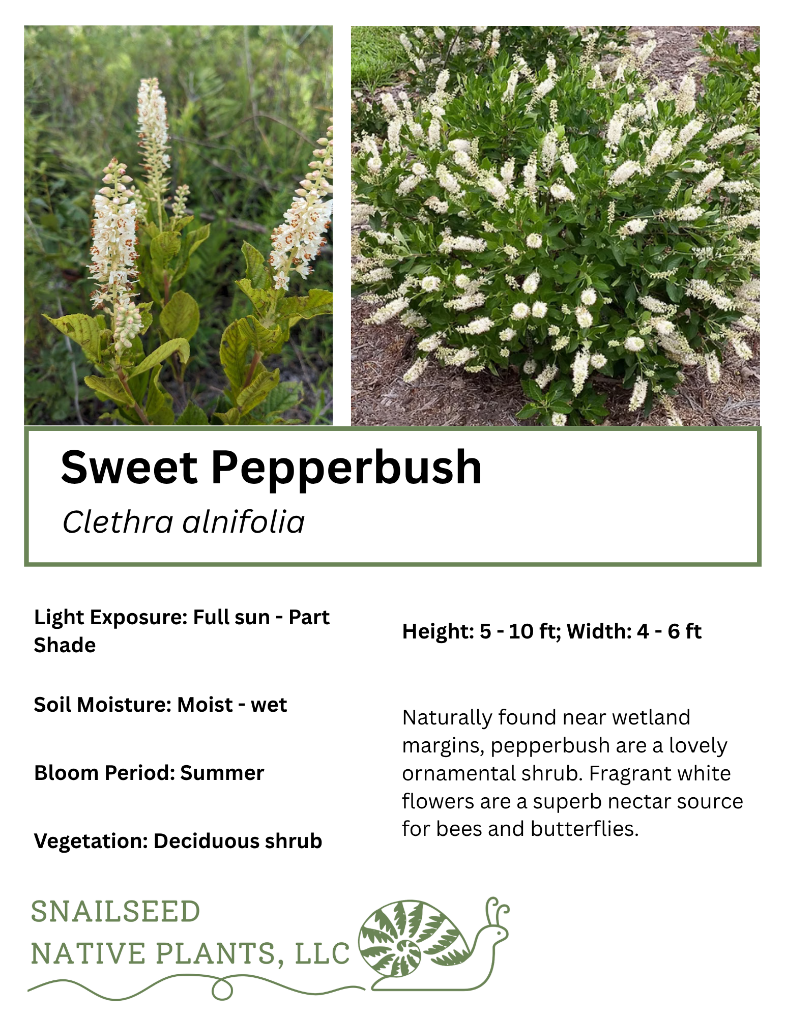 Clethra alnifolia.png