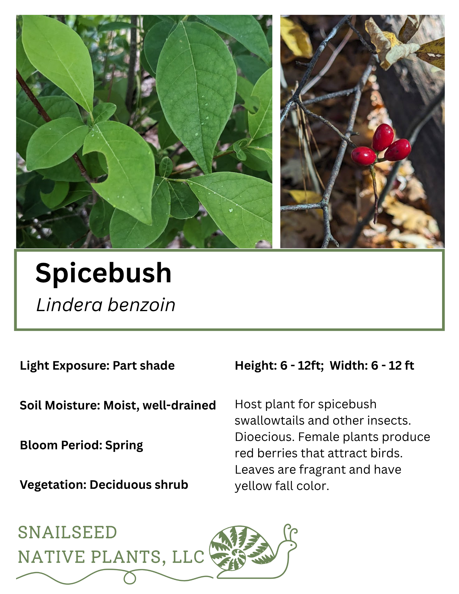 Lindera benzoin .png