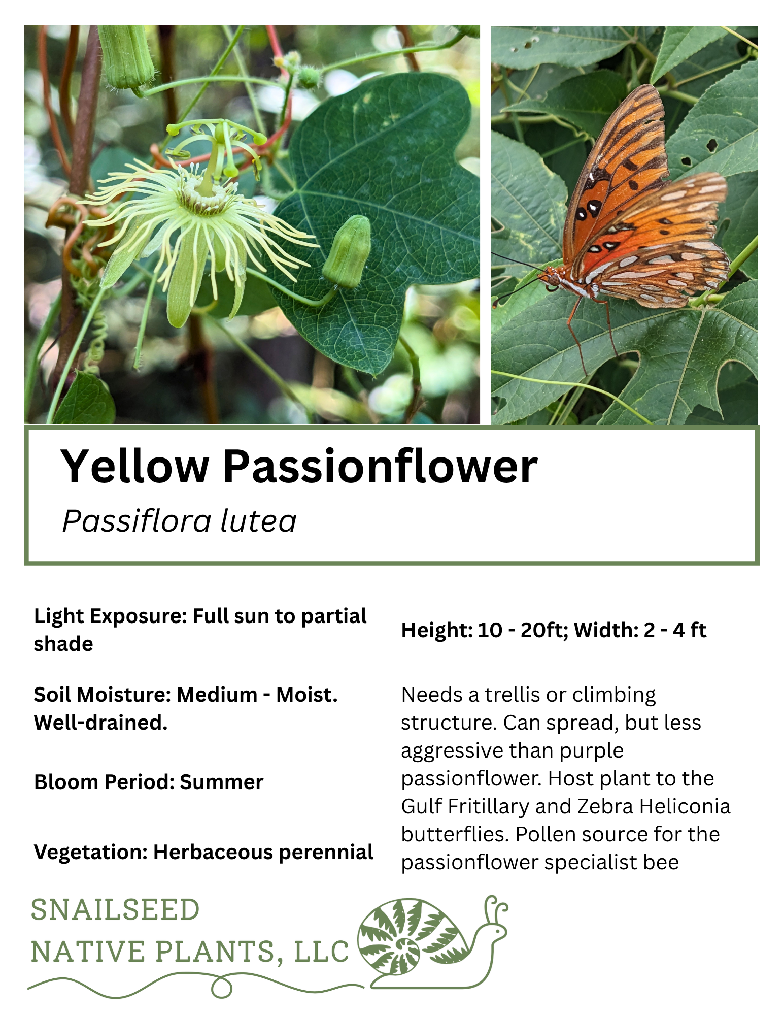 Passiflora lutea.png