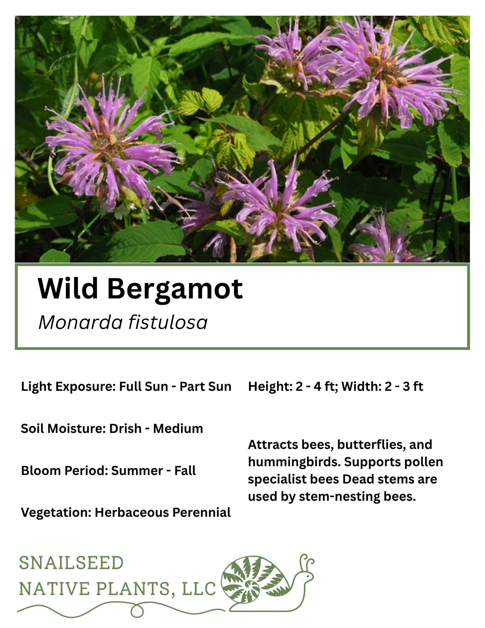 Monarda fistulosa.png