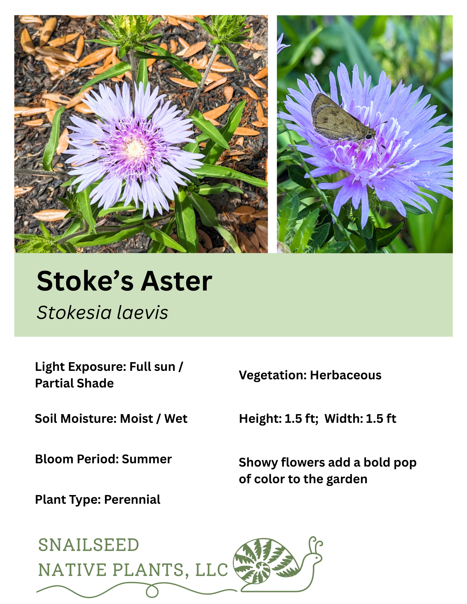 Stokesia laevis.png