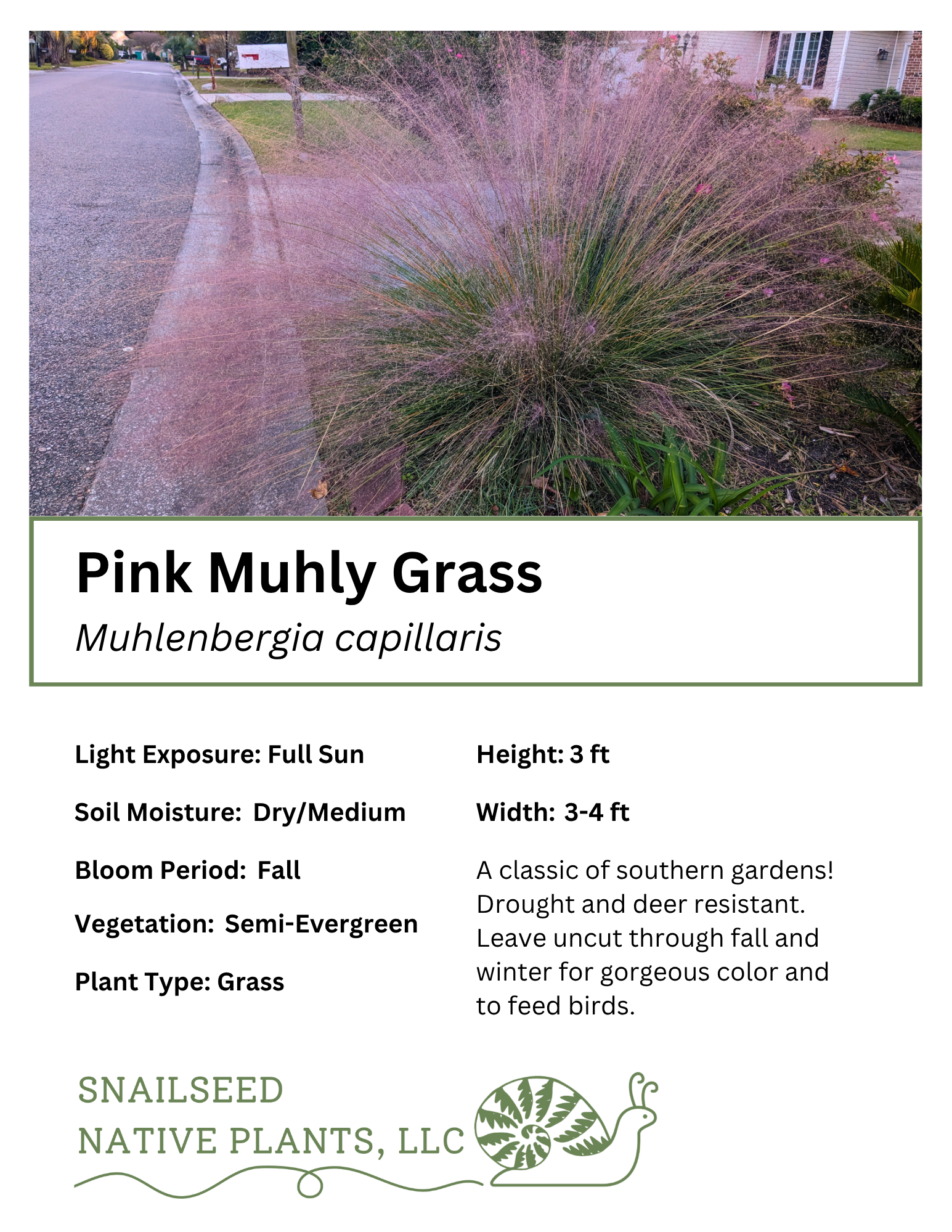 Muhlenbergia capillaris.png