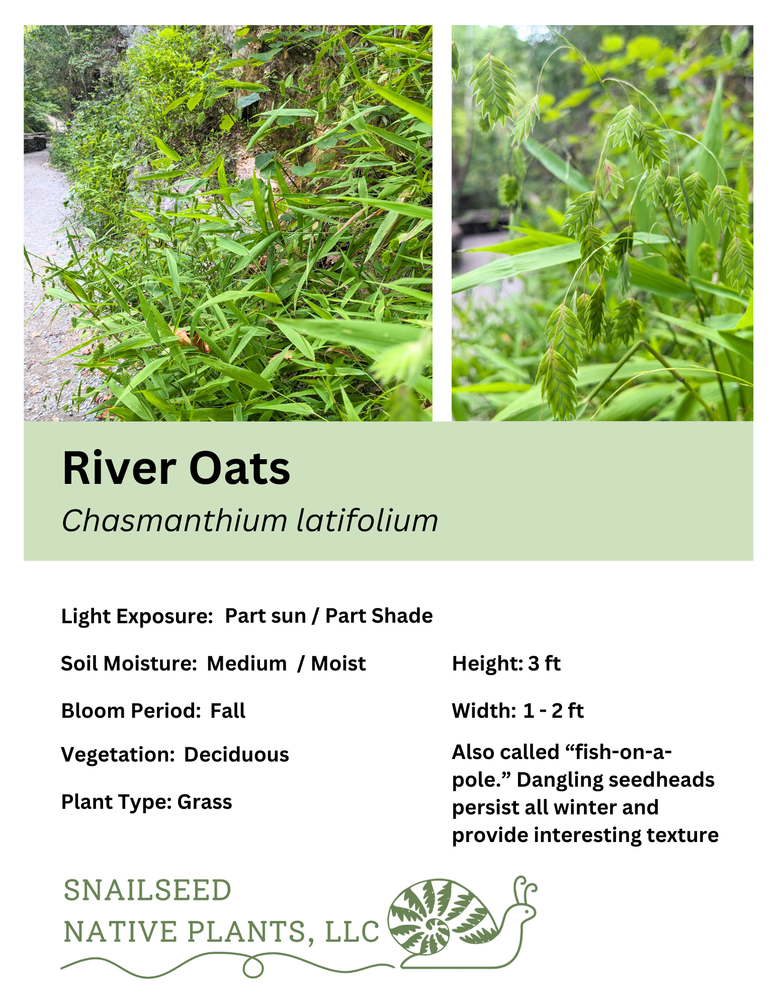 Chasmanthium latifolium.png