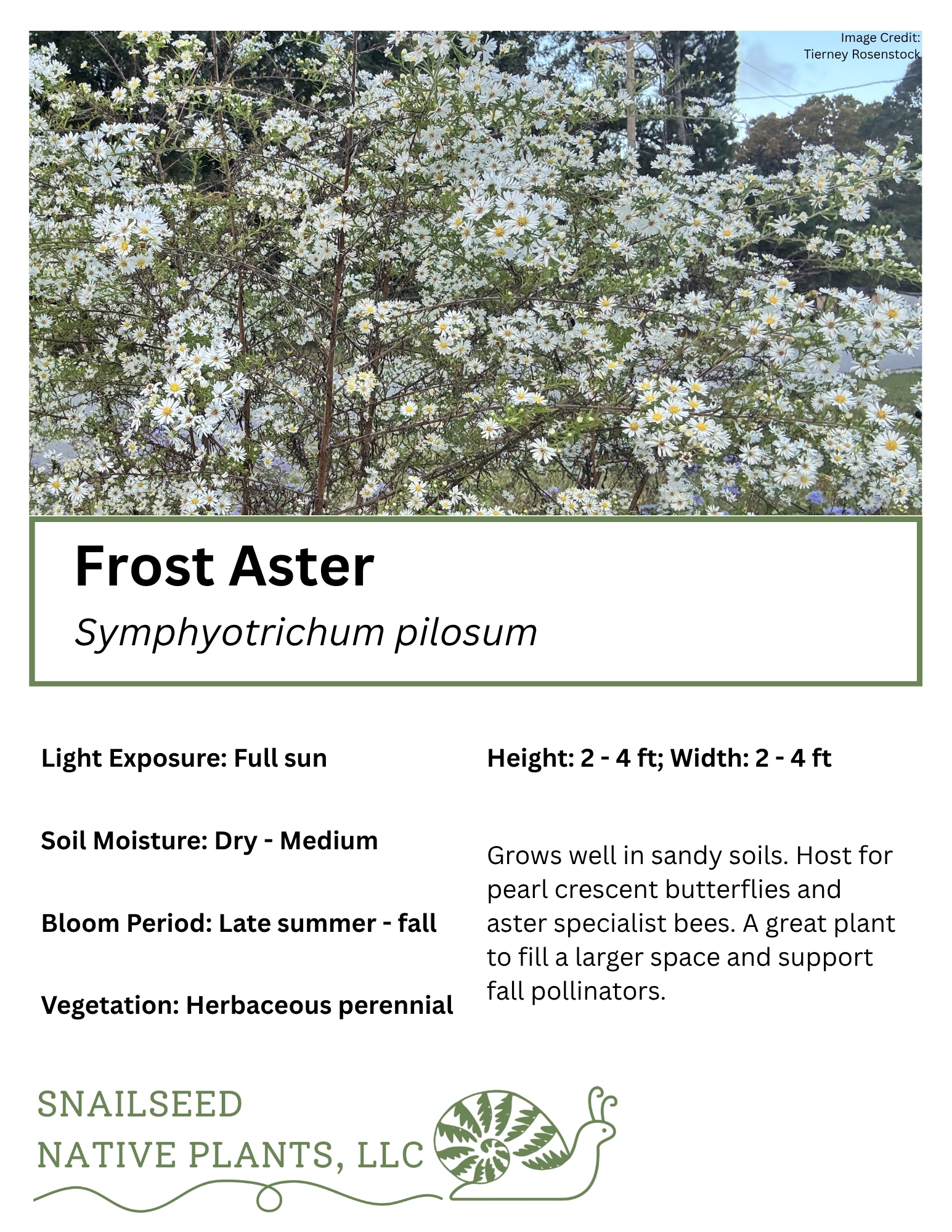 Symphyotrichum pilosum .png