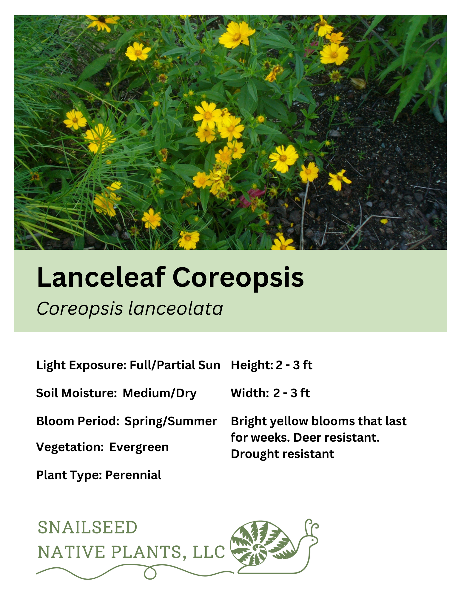 Coreopsis lanceolata.png