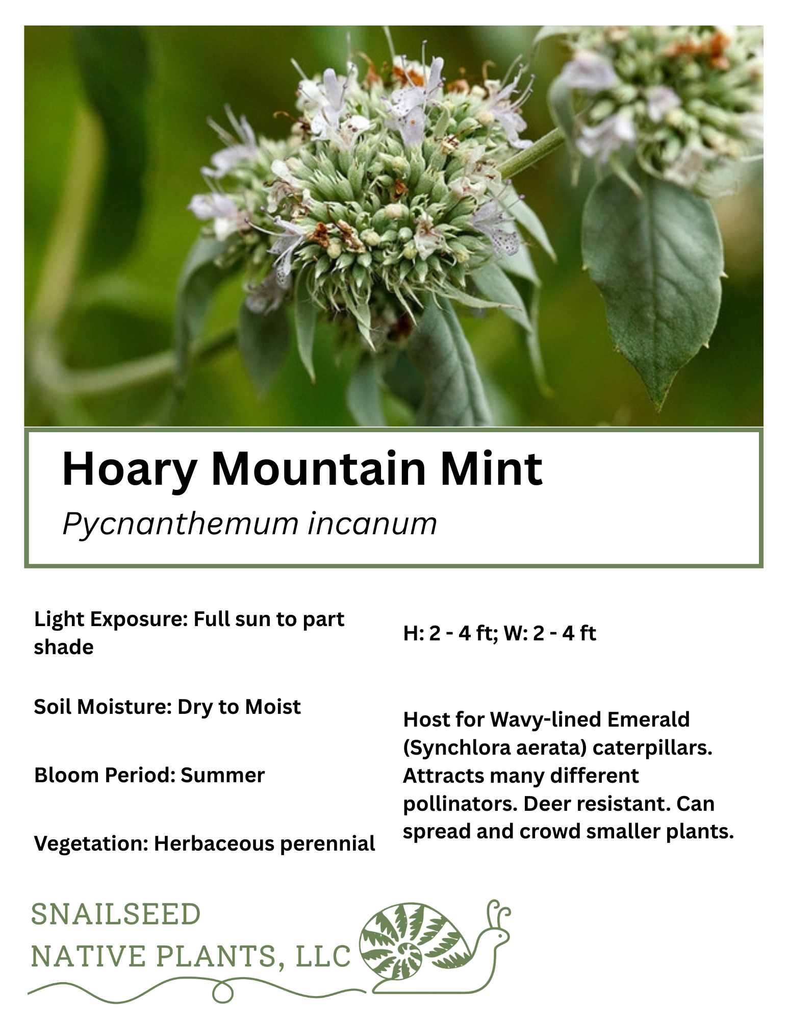 Pycnanthemum incanum .png