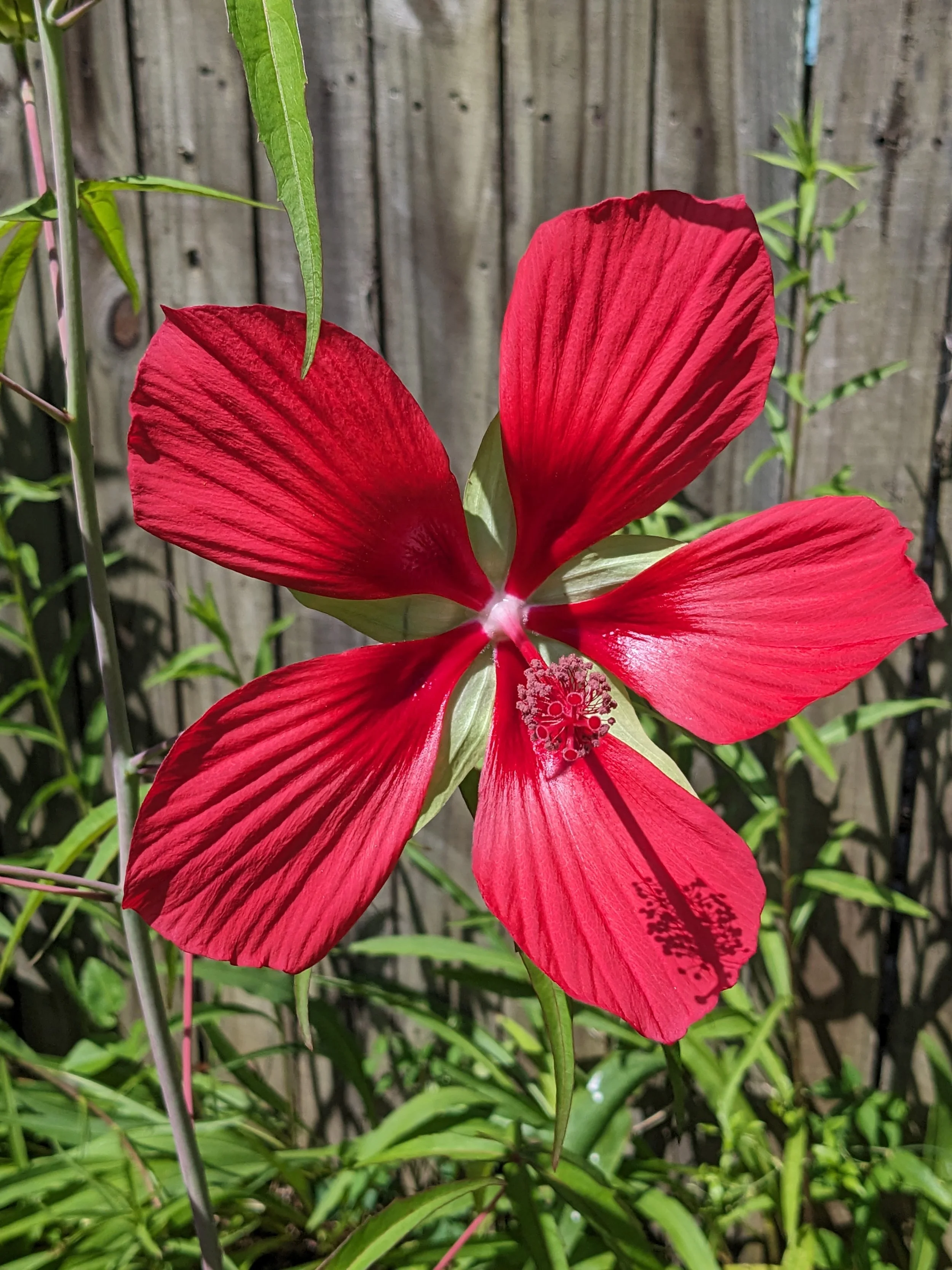 Scarlet Rose Mallow (Hibiscus coccineus): 5.5 inch pot
