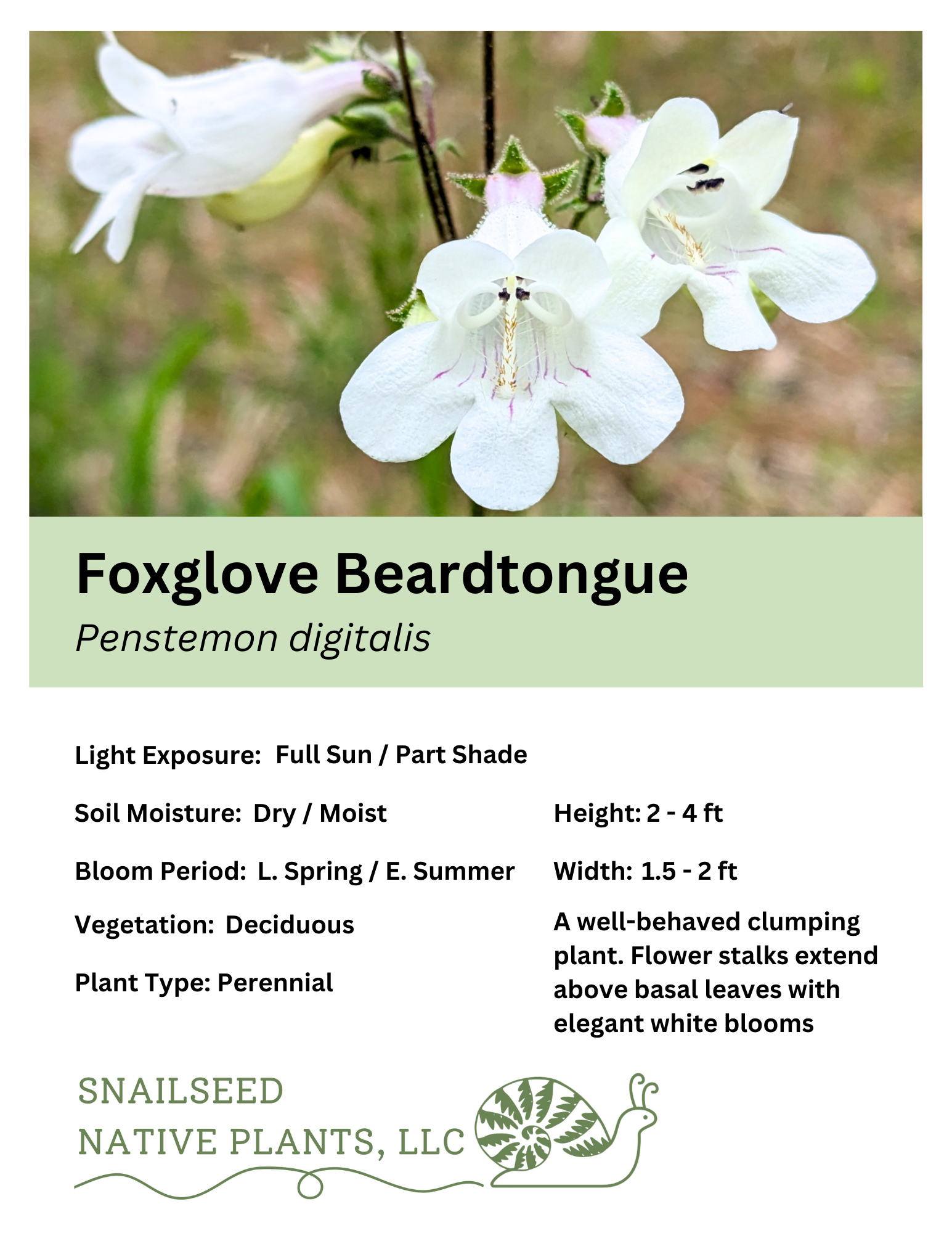 Penstemon digitalis.png