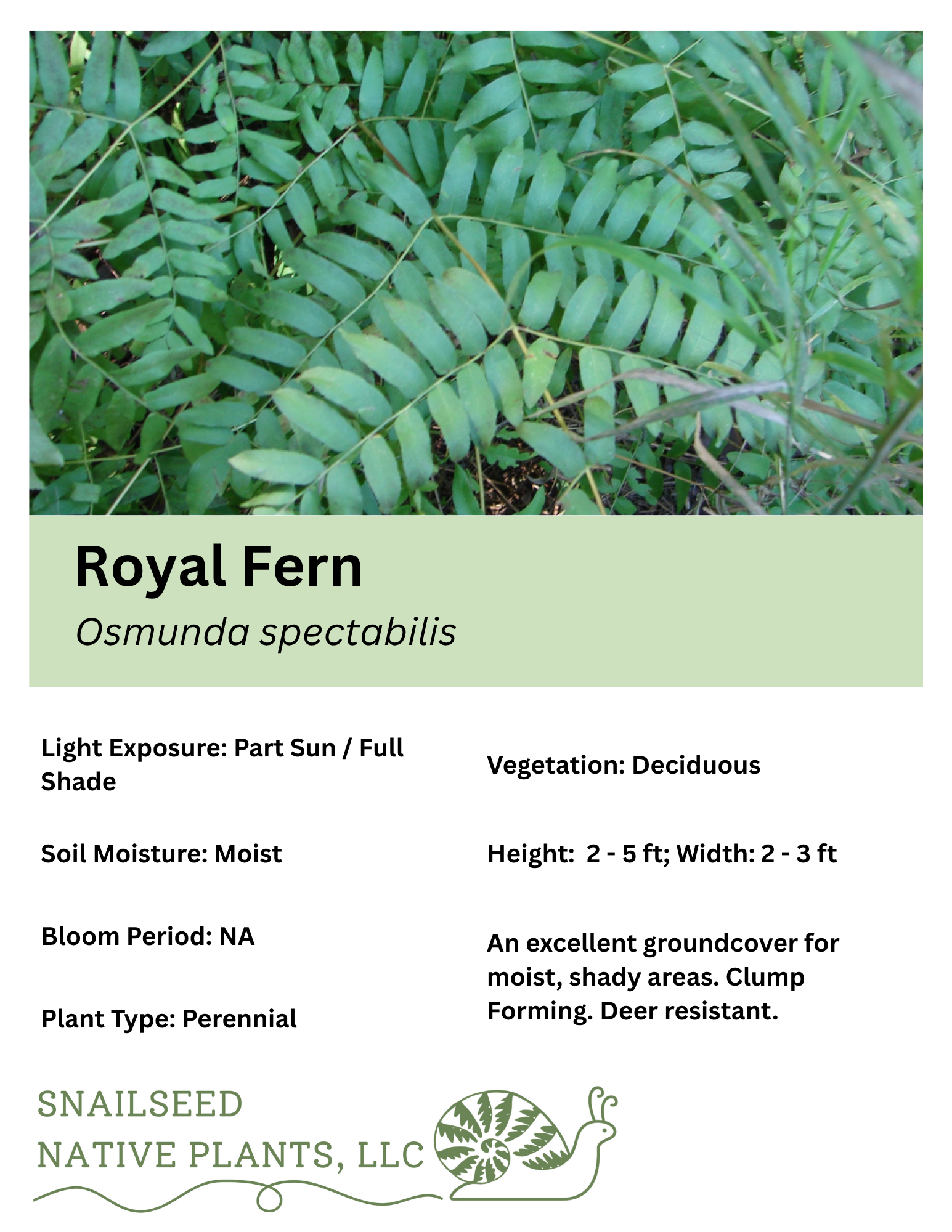 Osmunda spectabilis.png