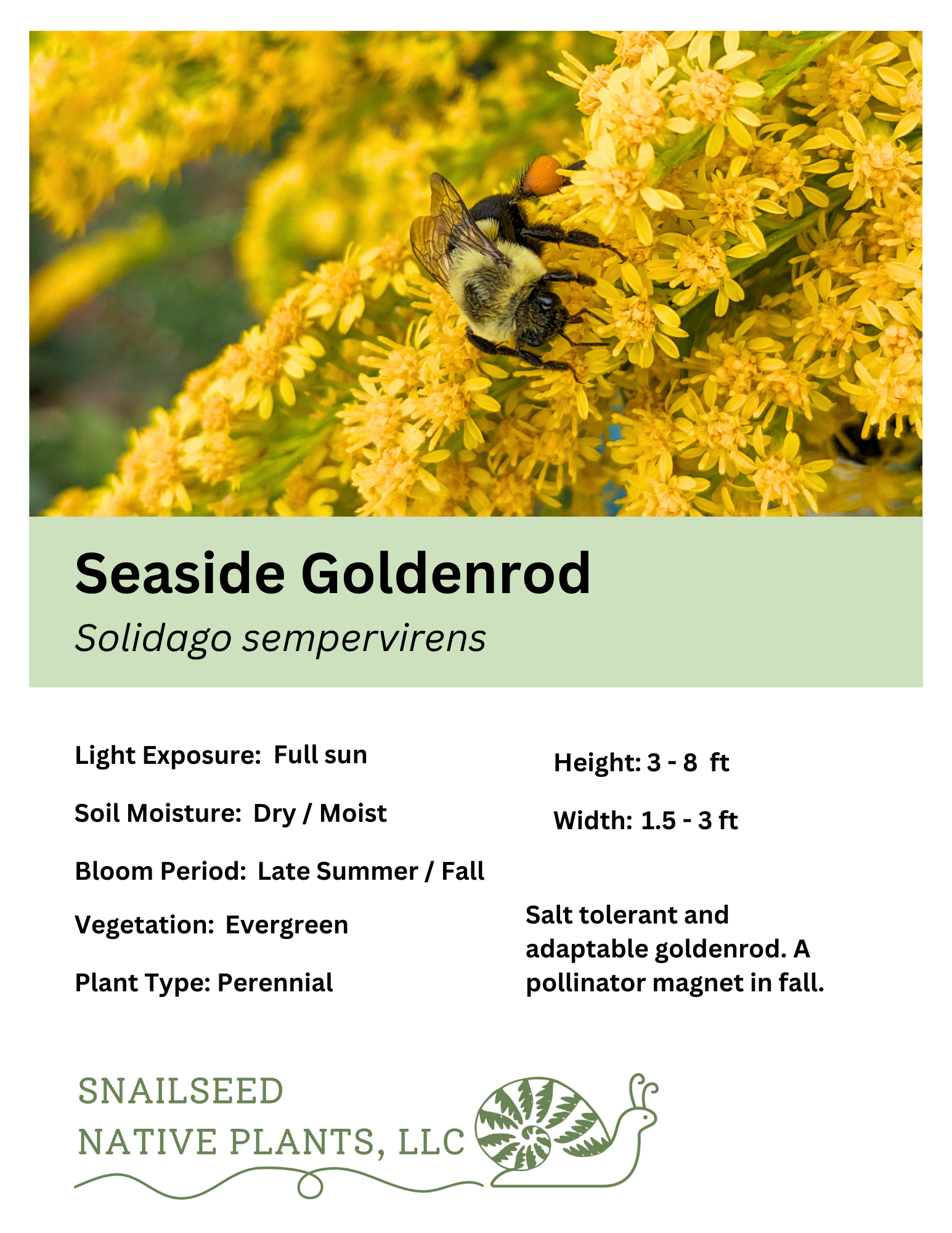Solidago sempervirens.png