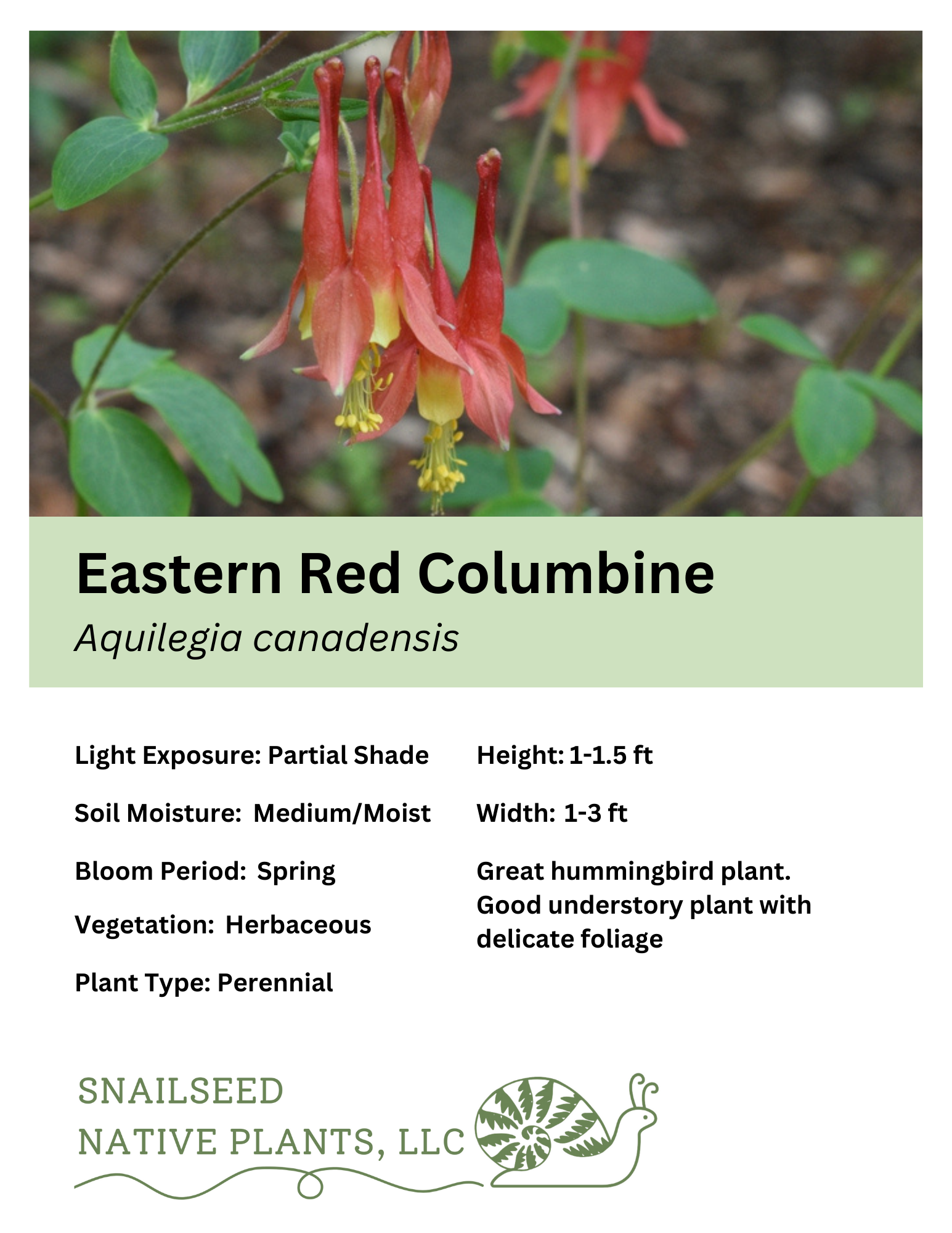 Aquilegia canadensis.png