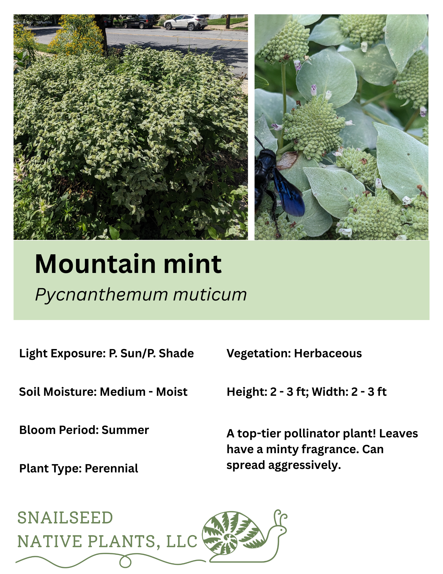 Pycnanthemum muticum.png