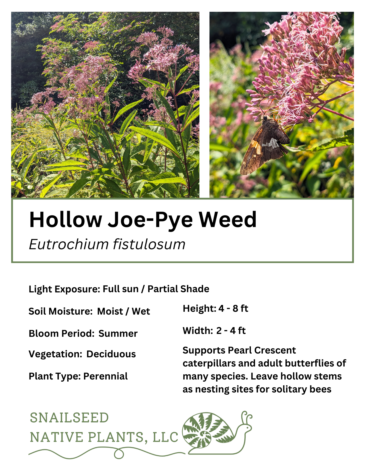 Eutrochium fistulosum.png