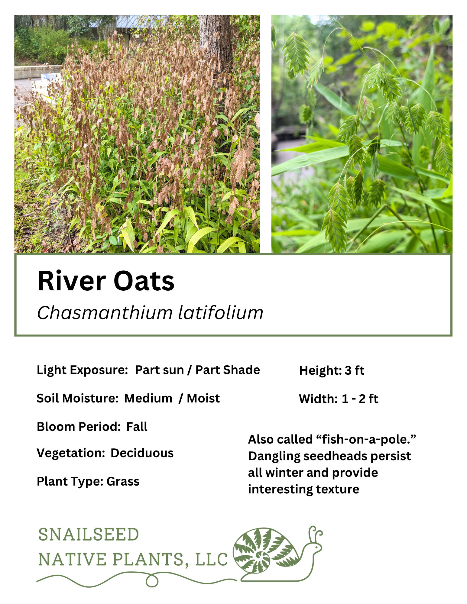 Chasmanthium latifolium.png