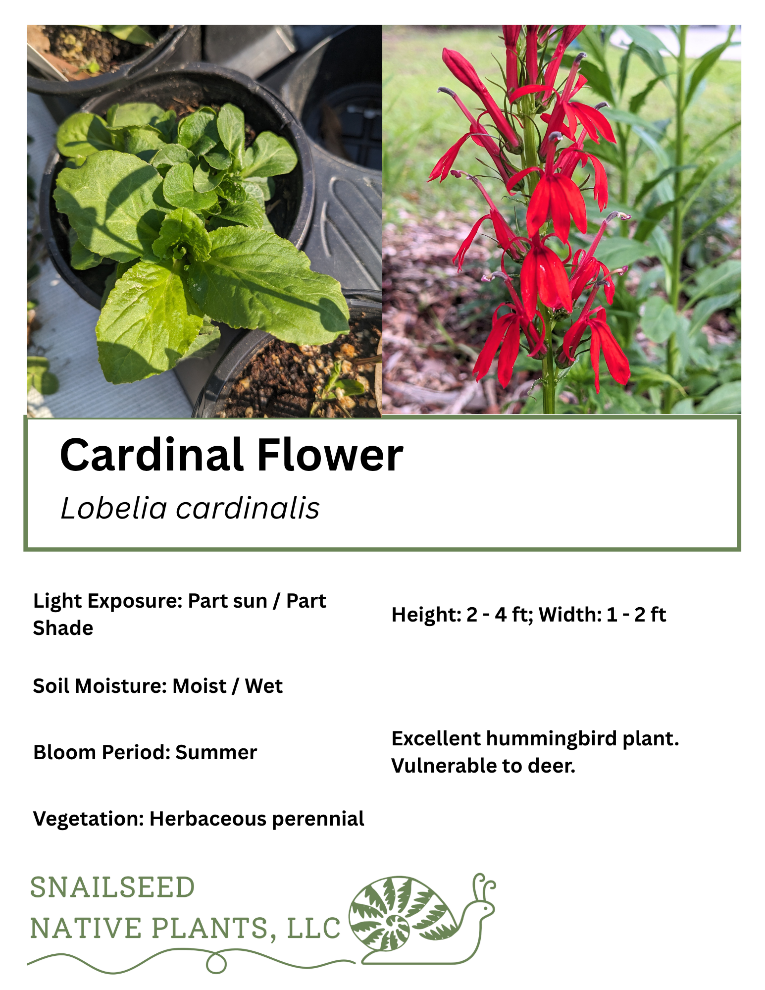 Lobelia cardinalis.png