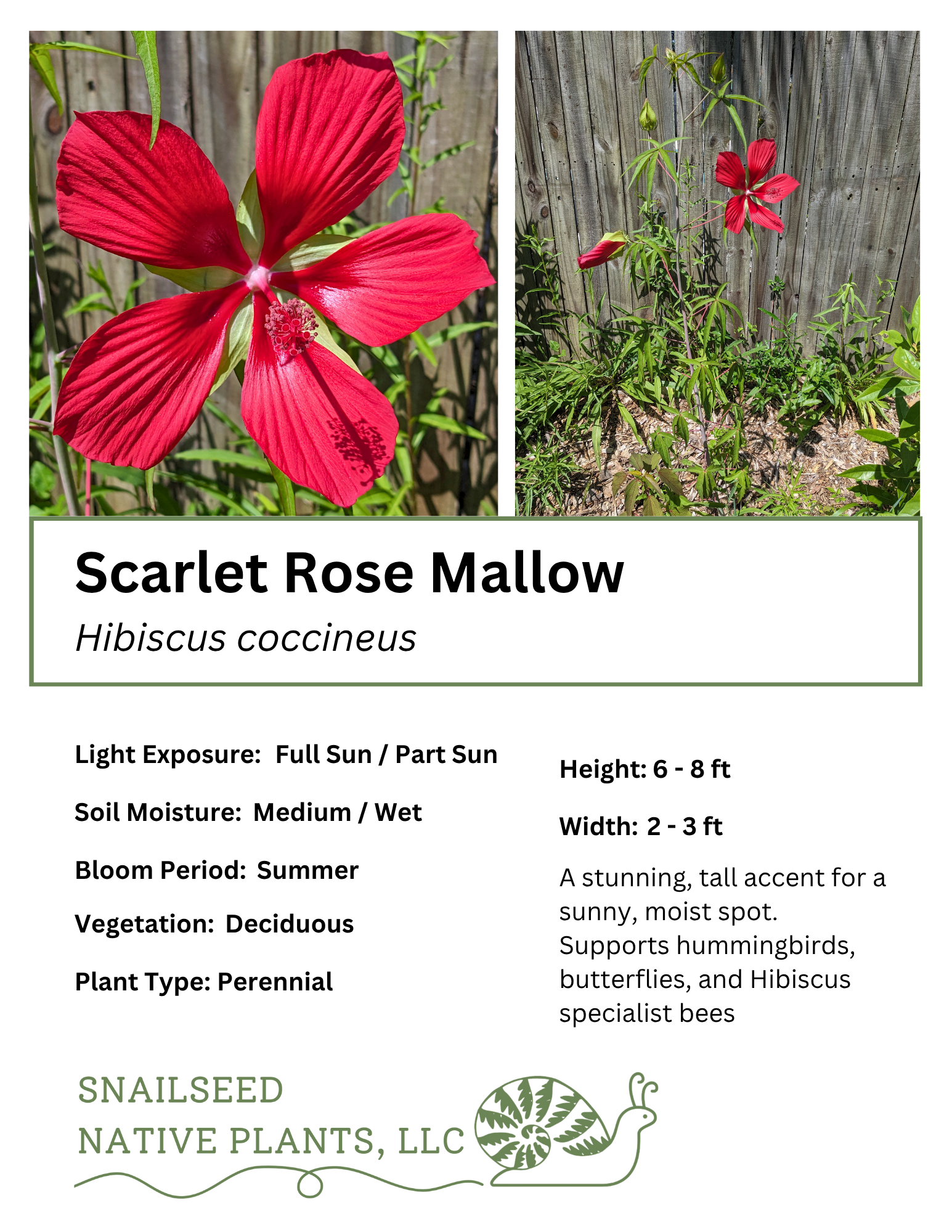 Hibiscus coccineus.png
