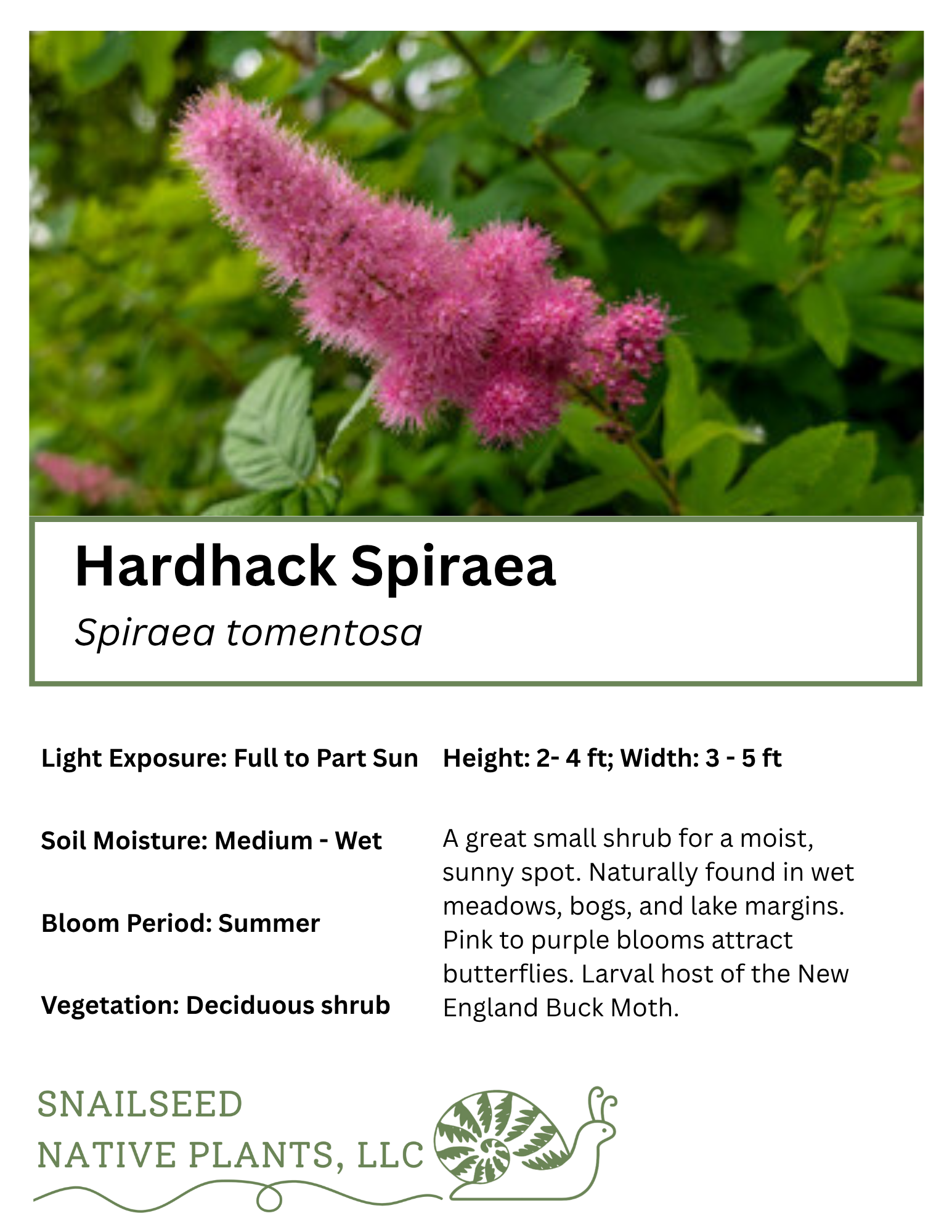 Spiraea tomentosa .png