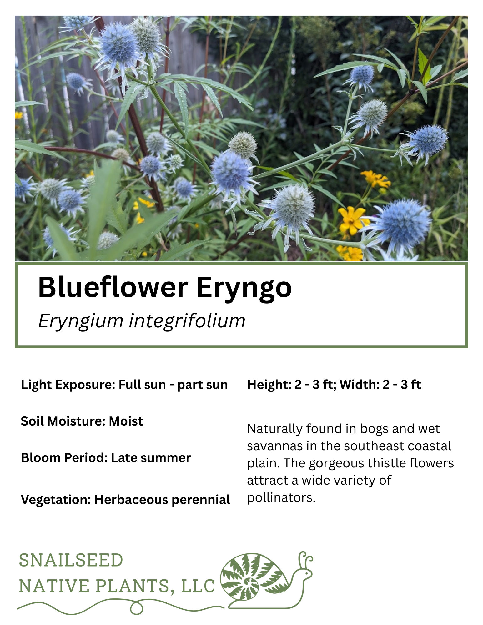 Eryngium integrifolium.png
