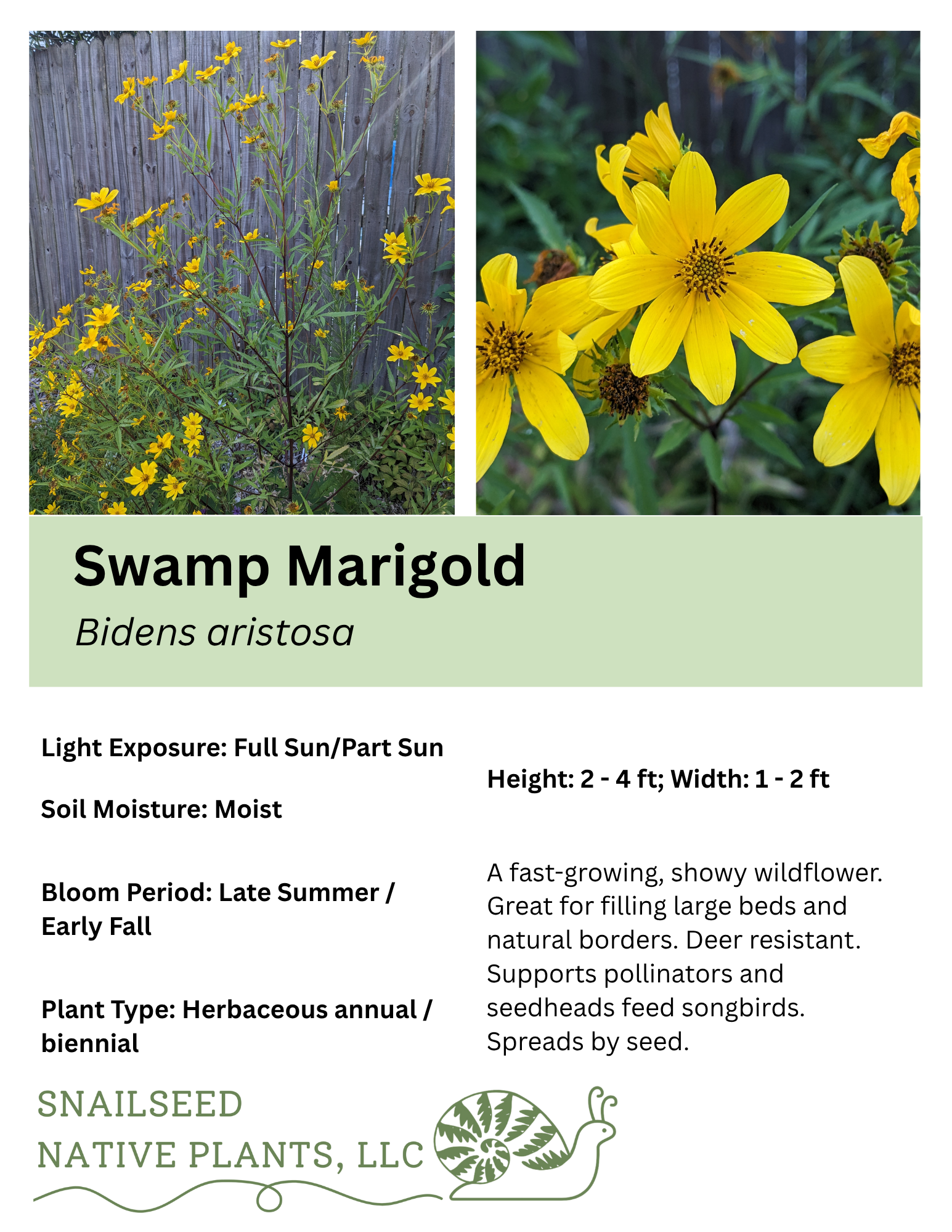 Bidens aristosa.png