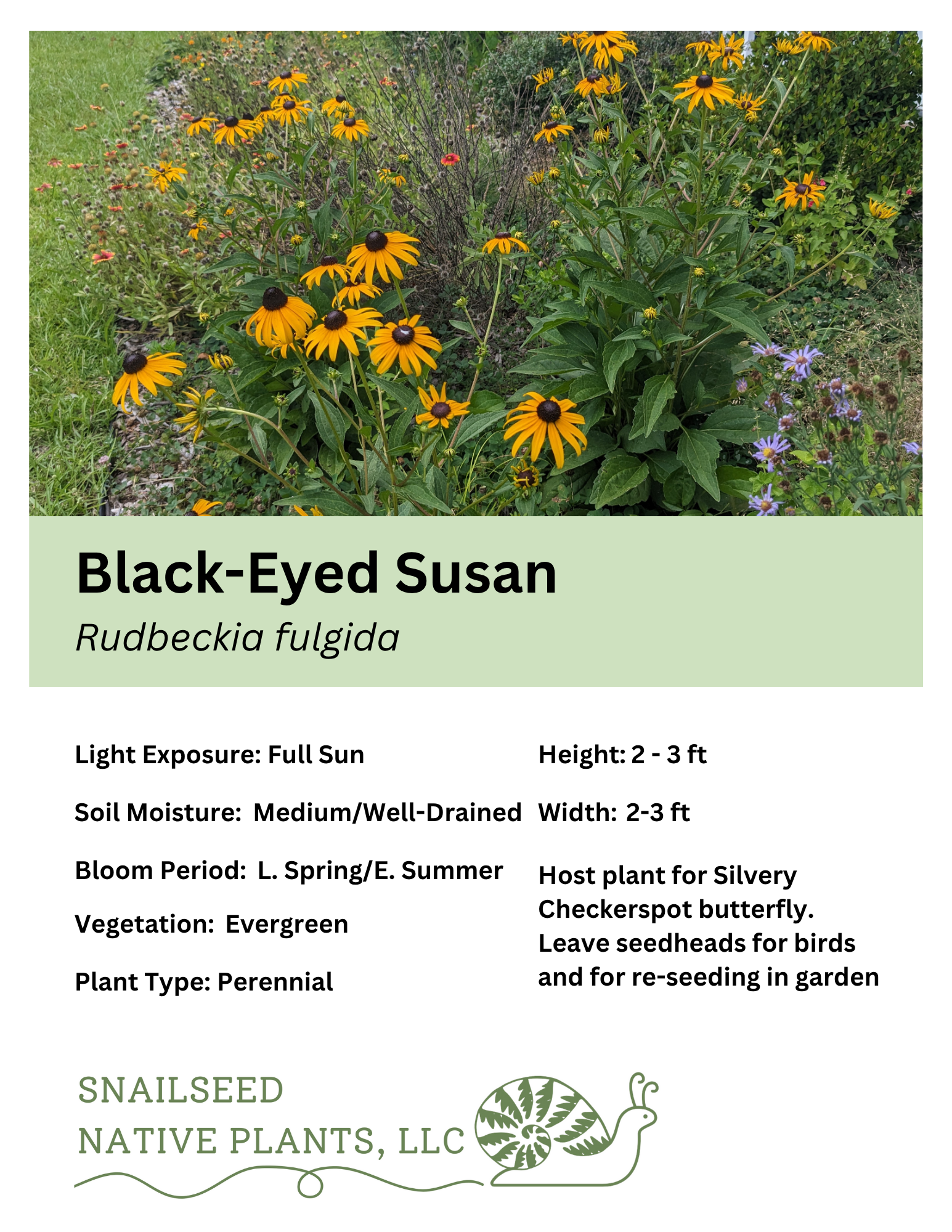 Rudbeckia fulgida.png