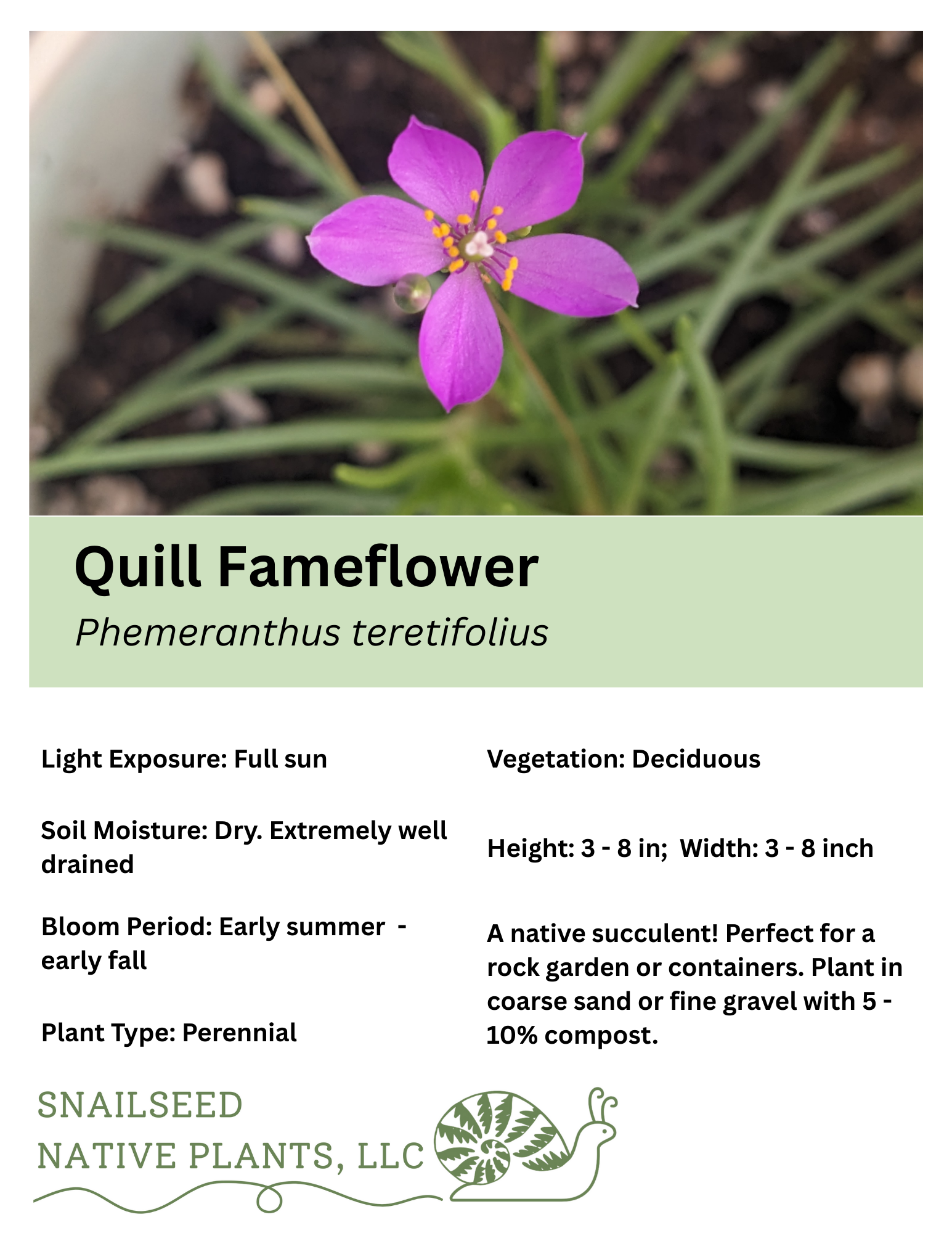 Phemeranthus teretifolius.png