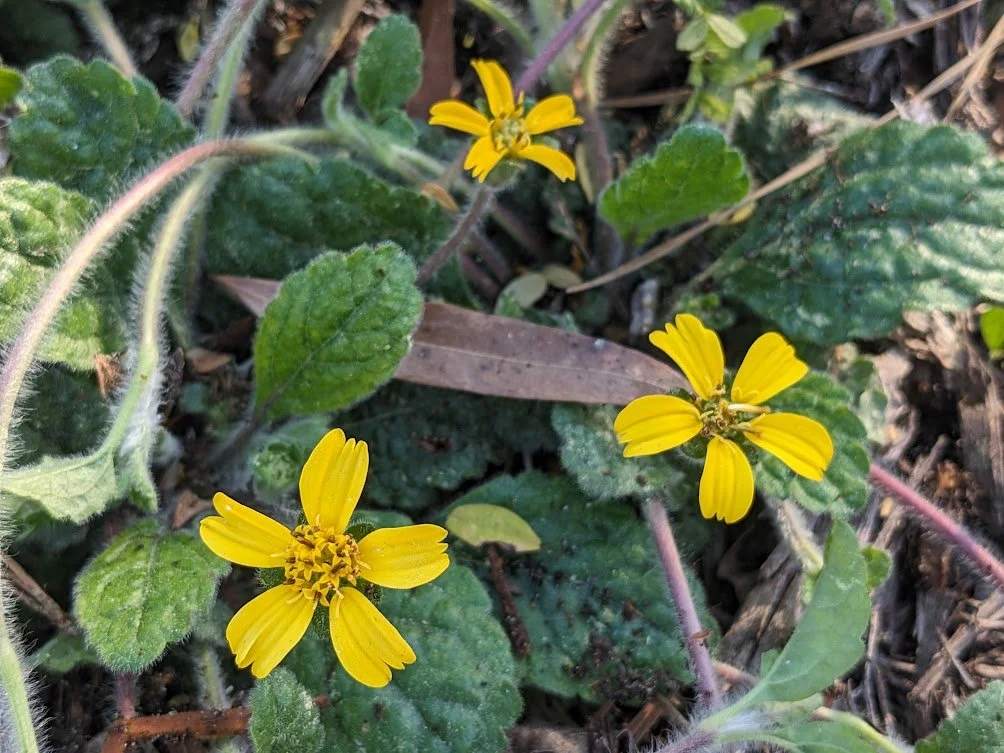 Green-and-Gold (Chrysogonum australis): 4 inch pot