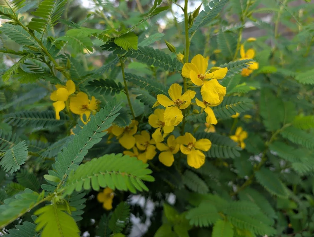 Partridge Pea (Chamaecrista fasciculata)