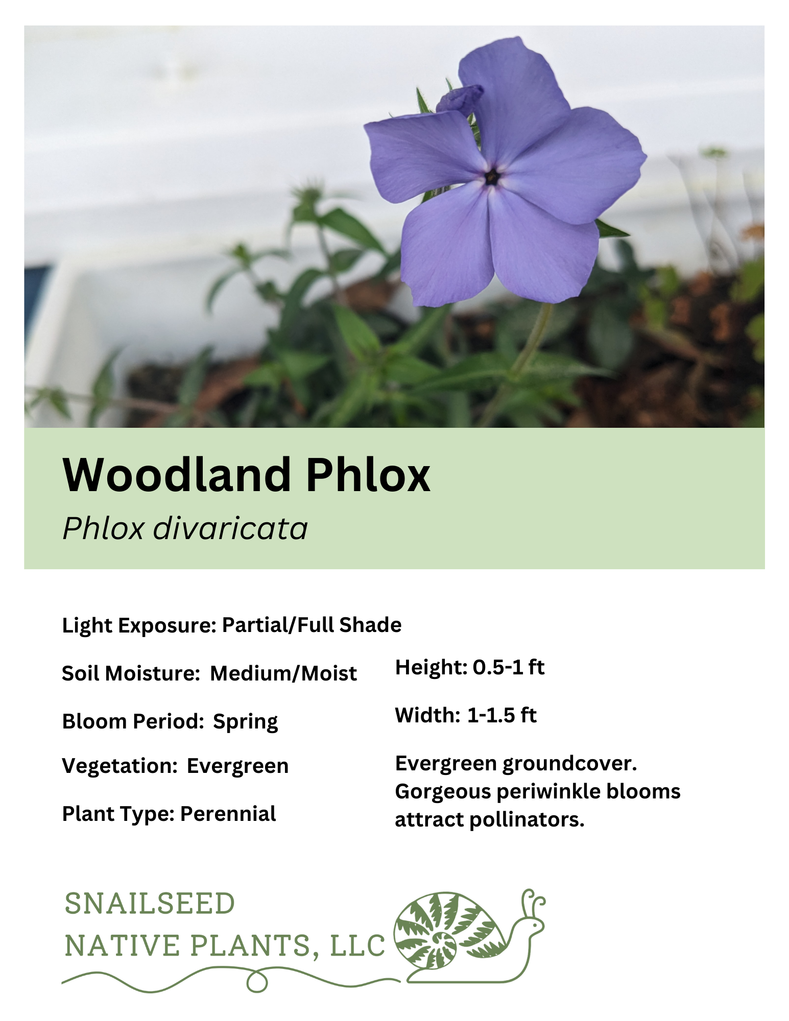 Phlox divaricata.png