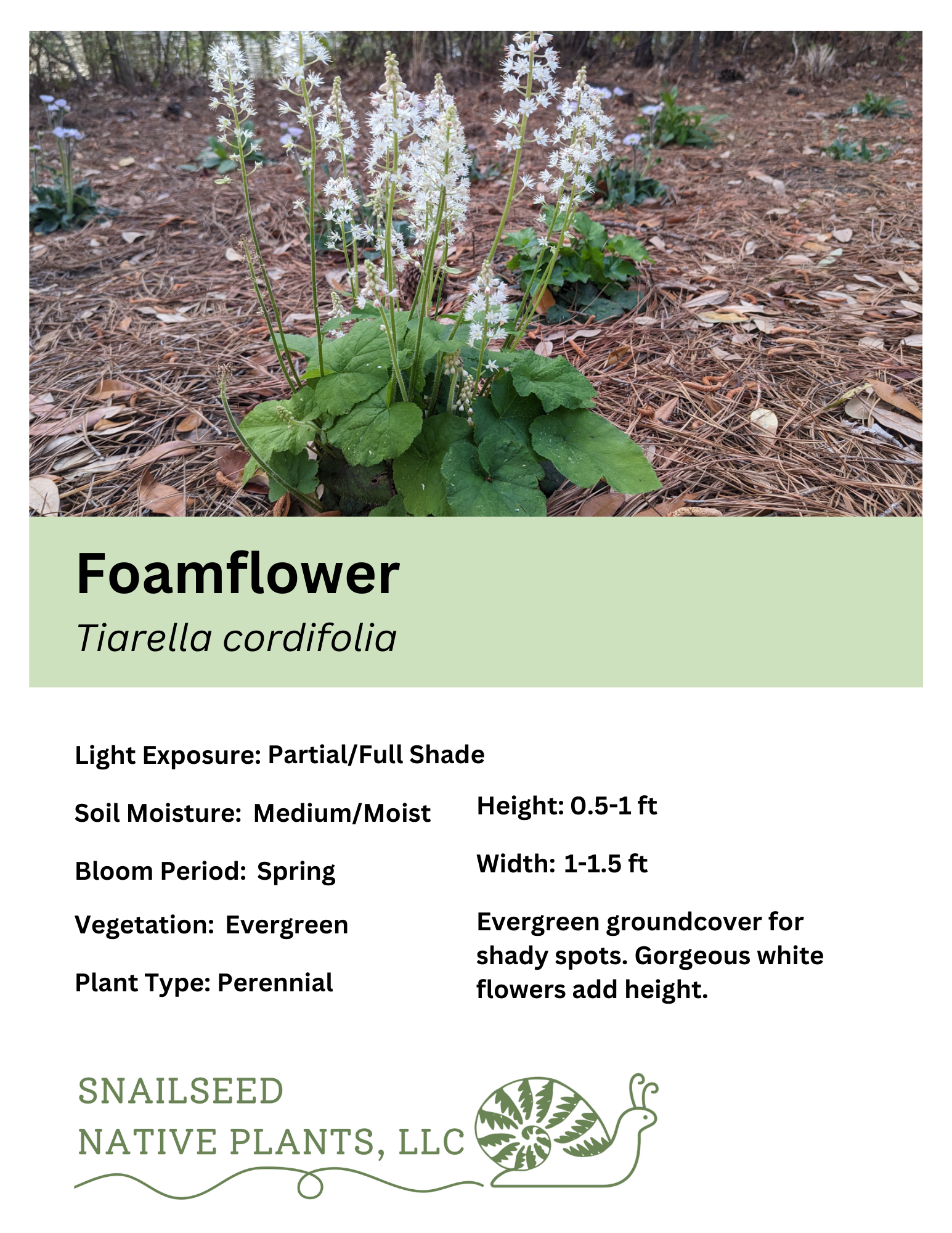 Tiarella cordifolia.png