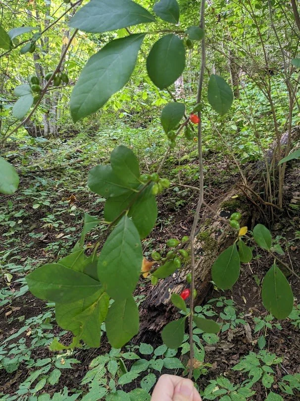 Spicebush (Lindera benzoin): 5.5 inch pot