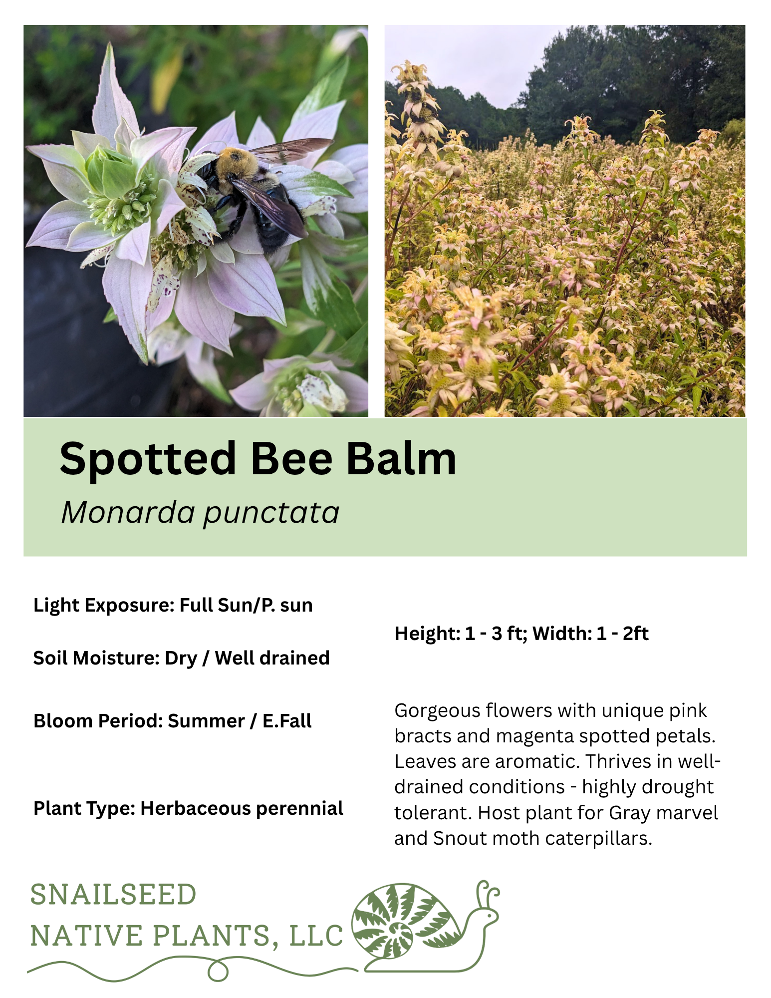 Monarda punctata.png