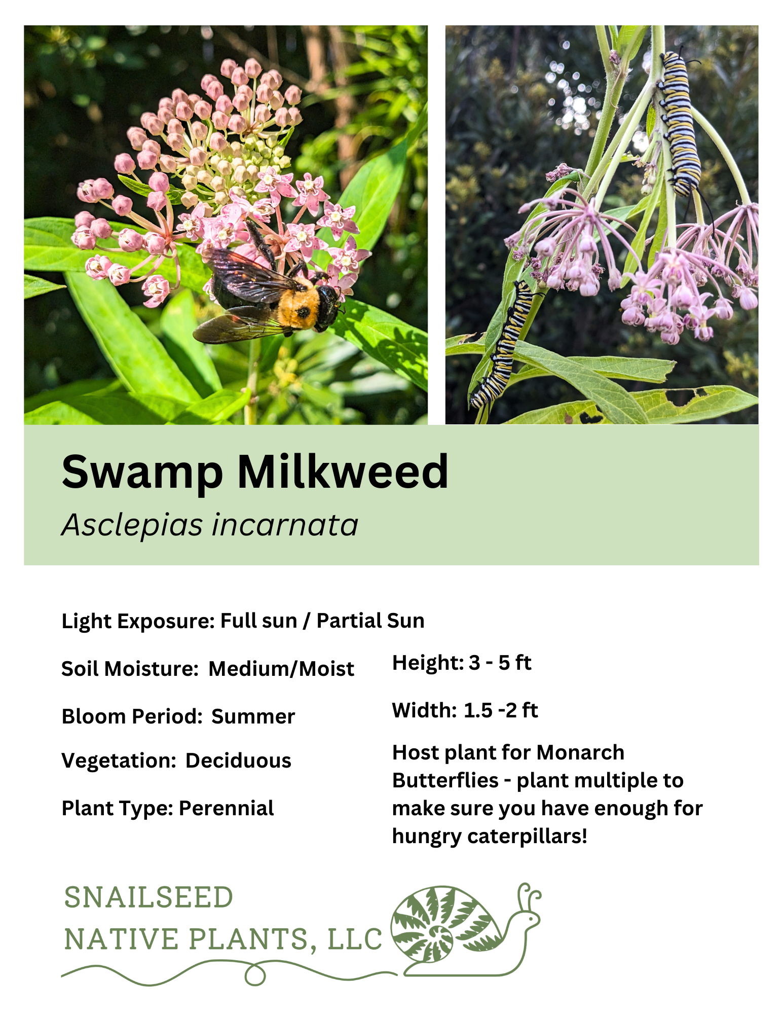 Asclepias incarnata.png