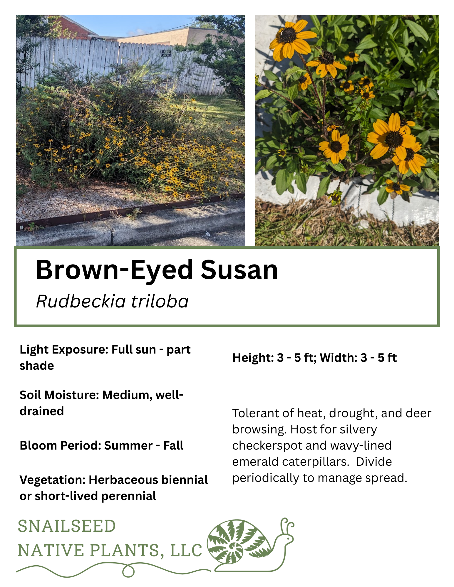 Rudbeckia triloba.png