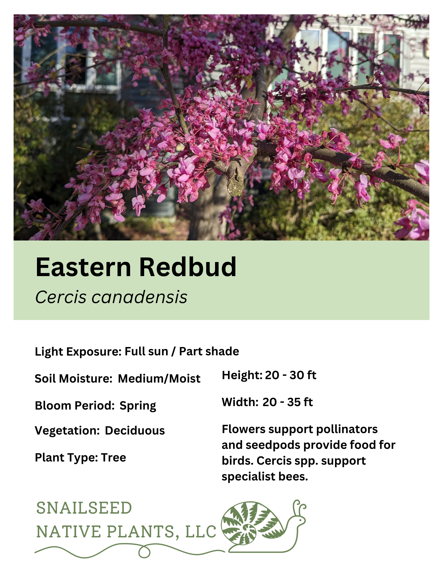 Cercis canadensis.png