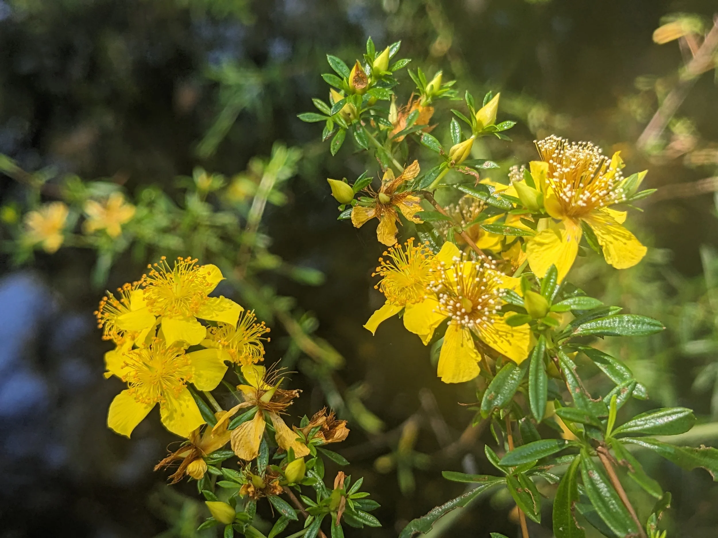 Shrubby St. John's Wort (Hypericum prolificum): 5.5 inch pot