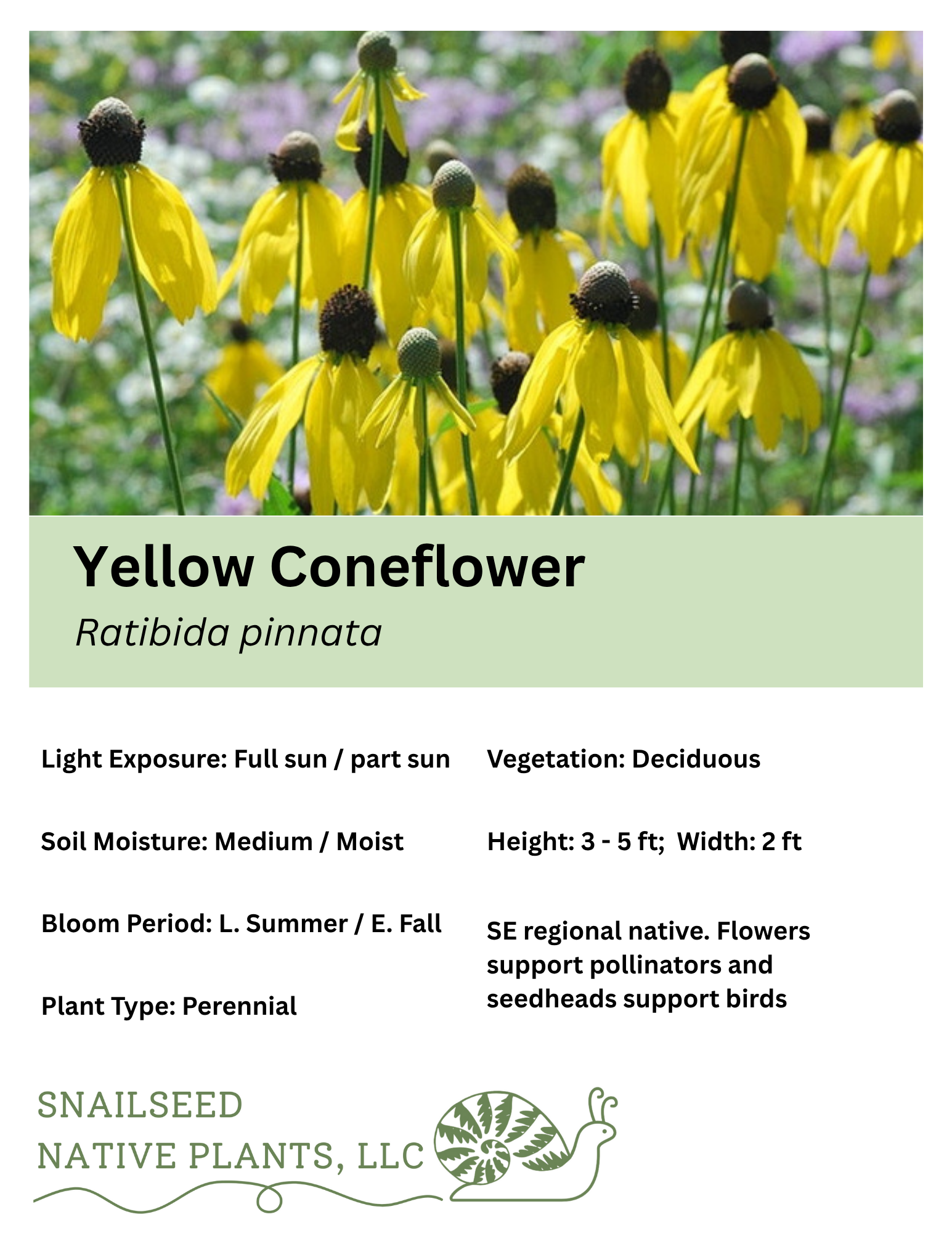 Ratibida pinnata.png