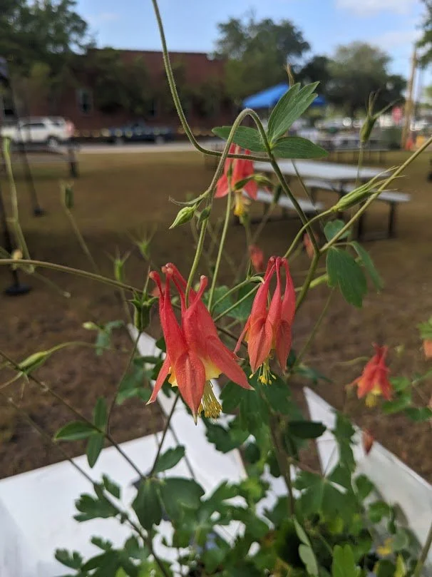 Red Columbine (Aquilegia canadensis)