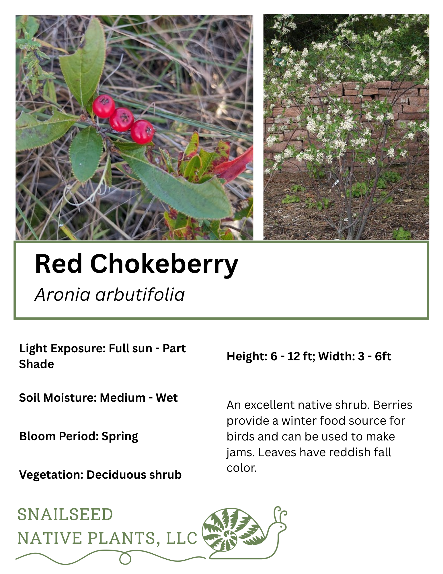 Aronia arbutifolia.png