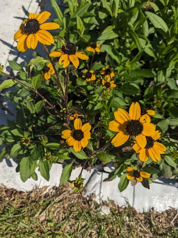 Brown-Eyed Susan (Rudbeckia triloba): 4 inch pot