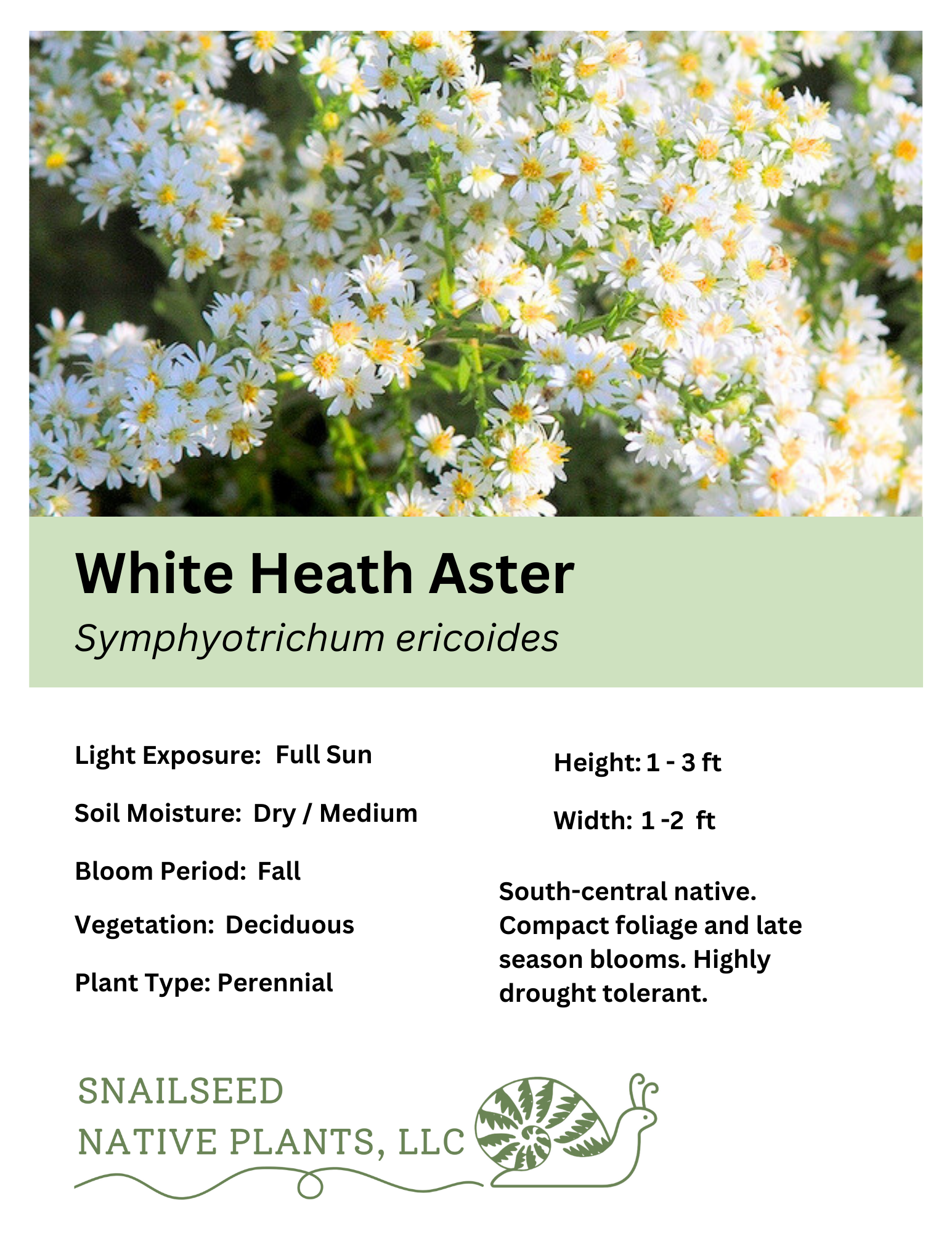 Symphyotrichum ericoides.png